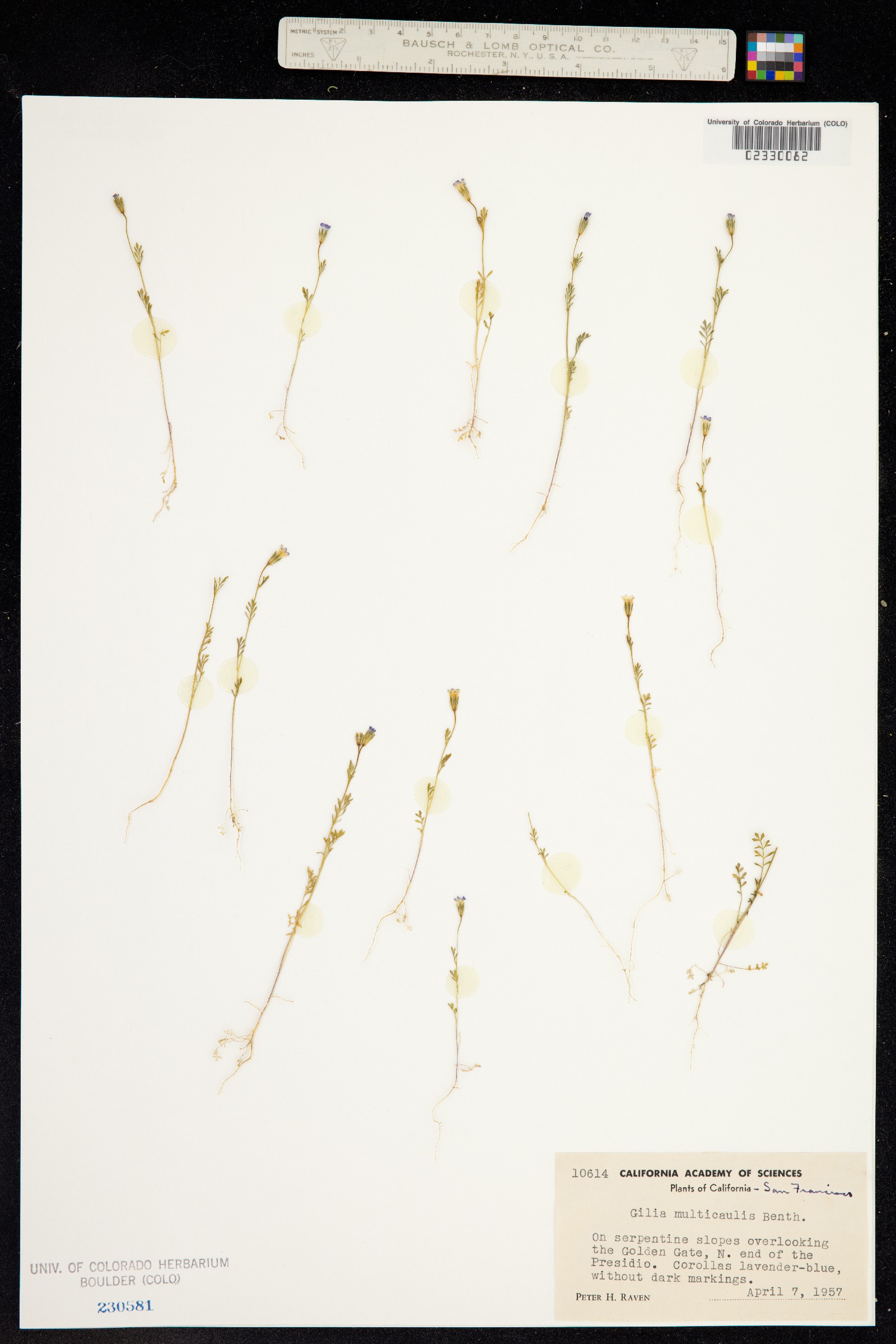 Gilia achilleifolia ssp. multicaulis image