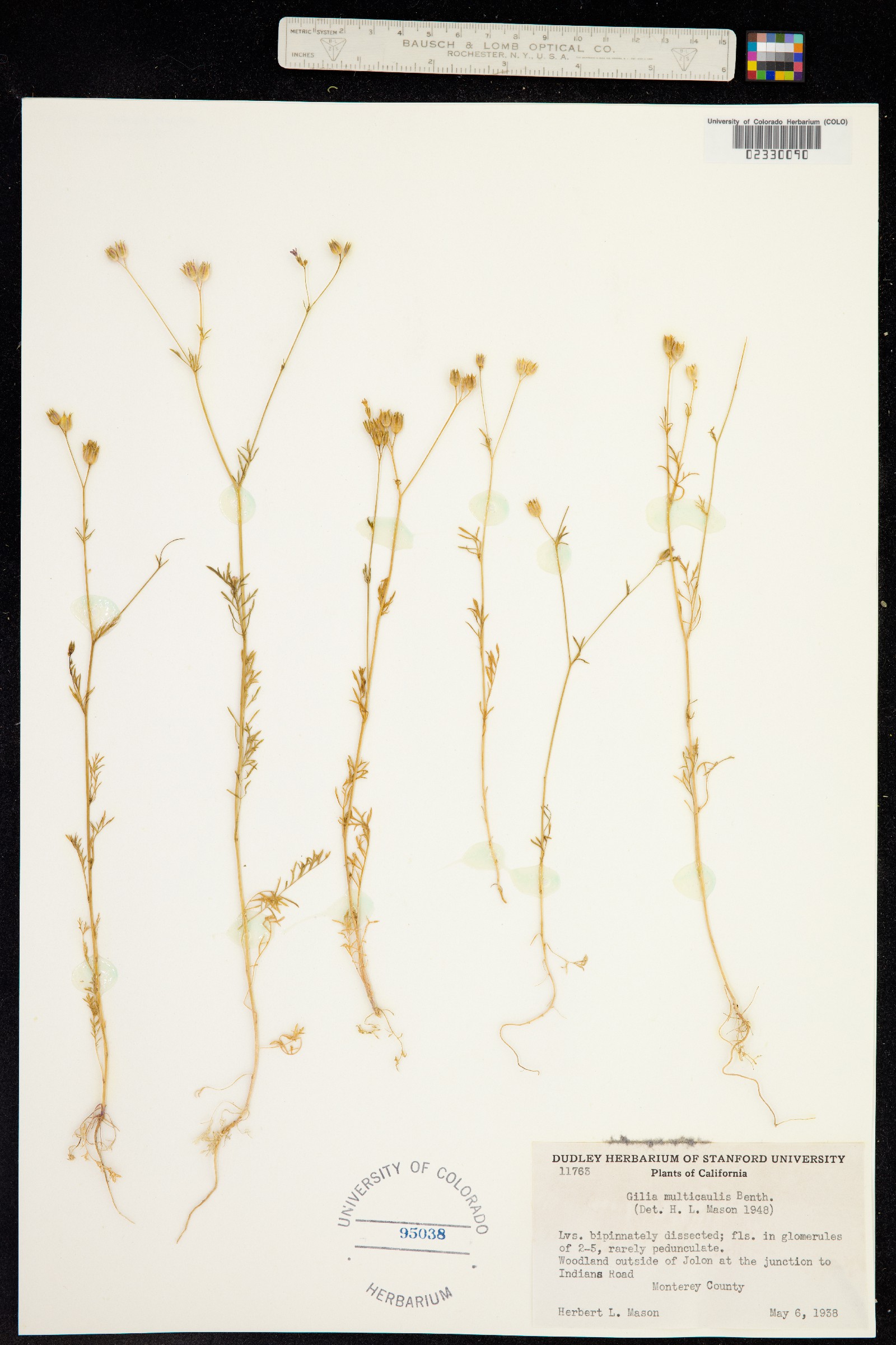 Gilia achilleifolia ssp. multicaulis image