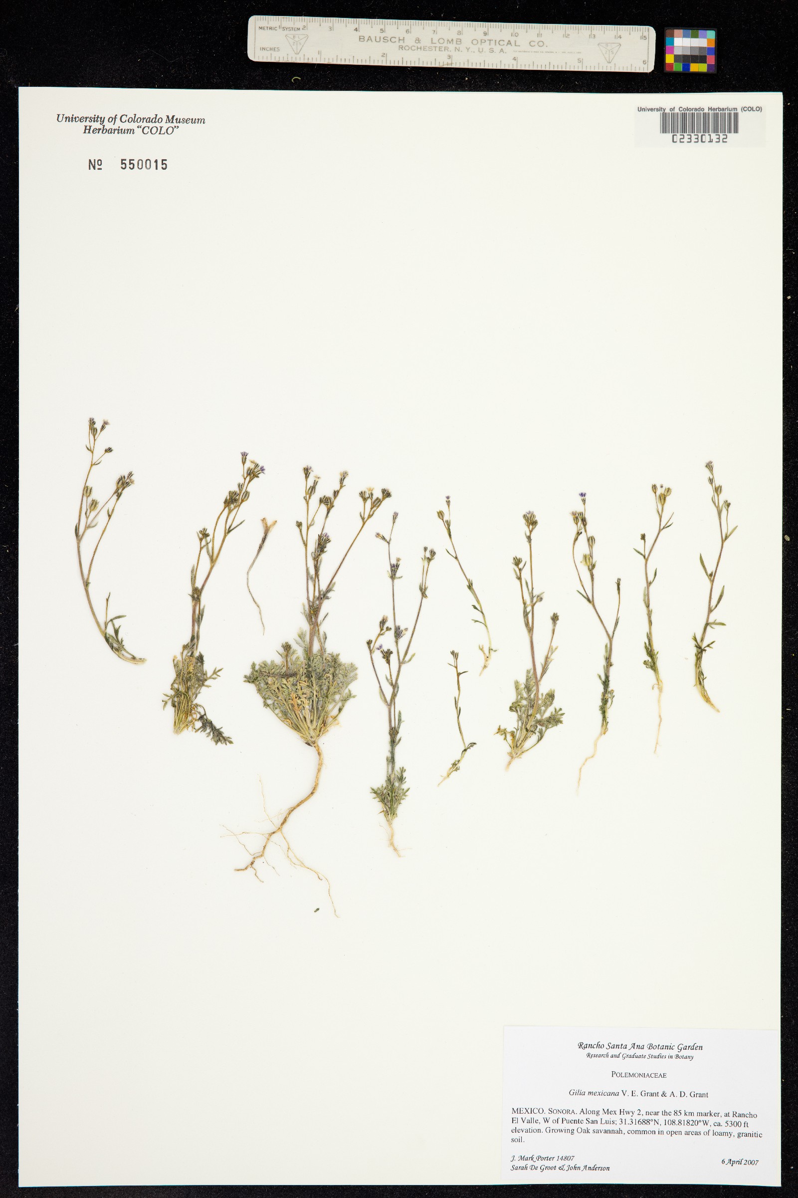 Gilia mexicana image