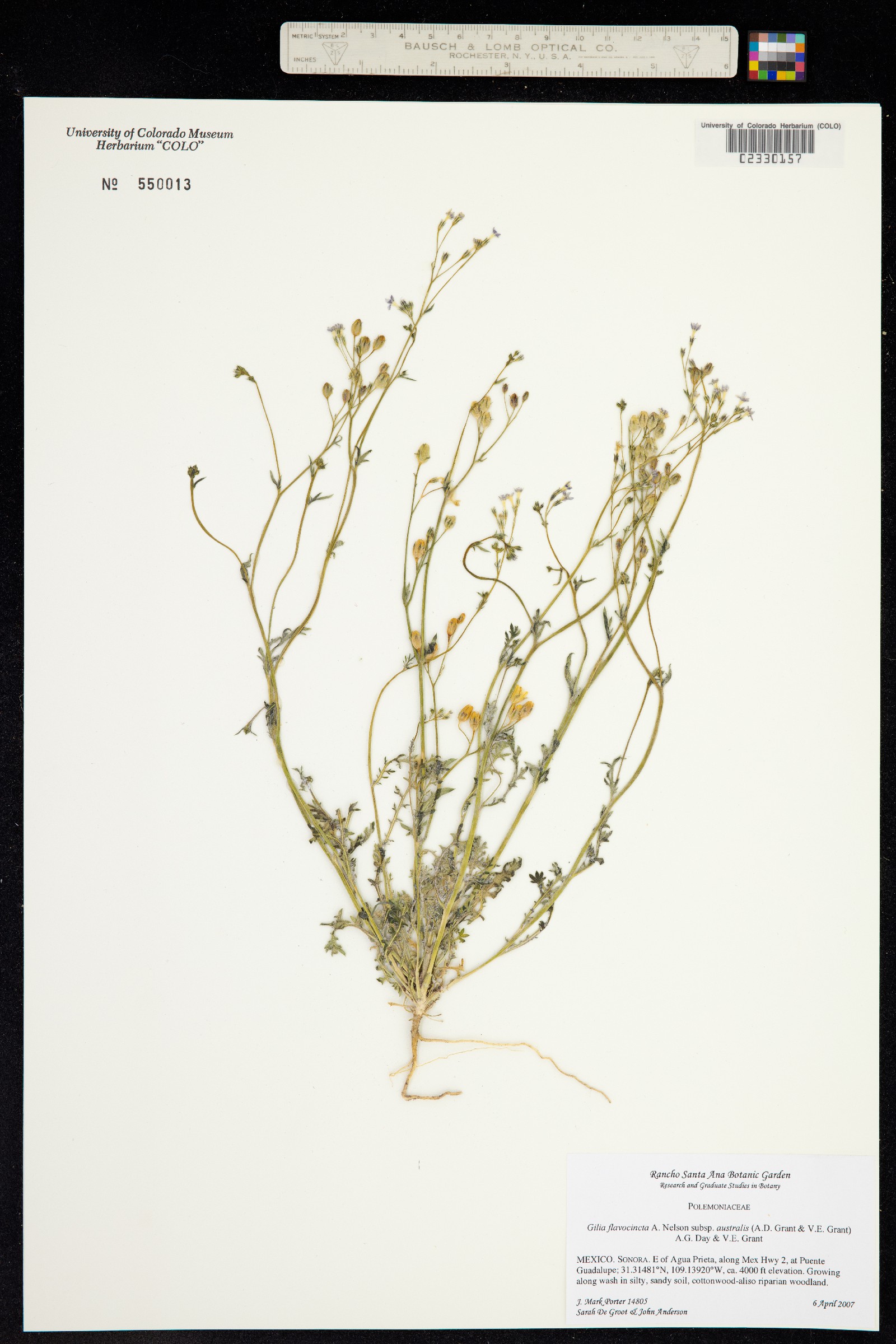 Gilia flavocincta image