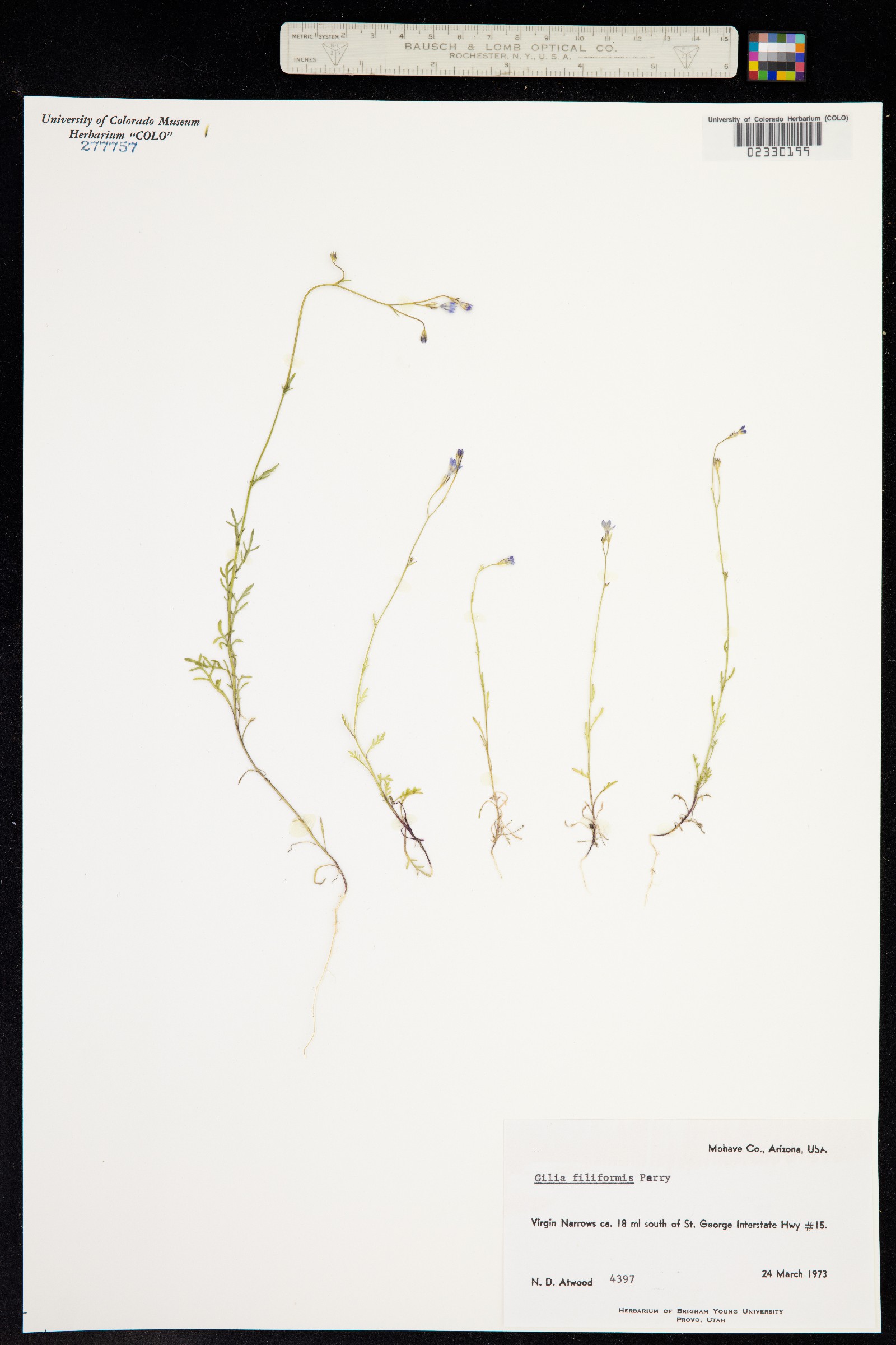 Gilia flavocincta image