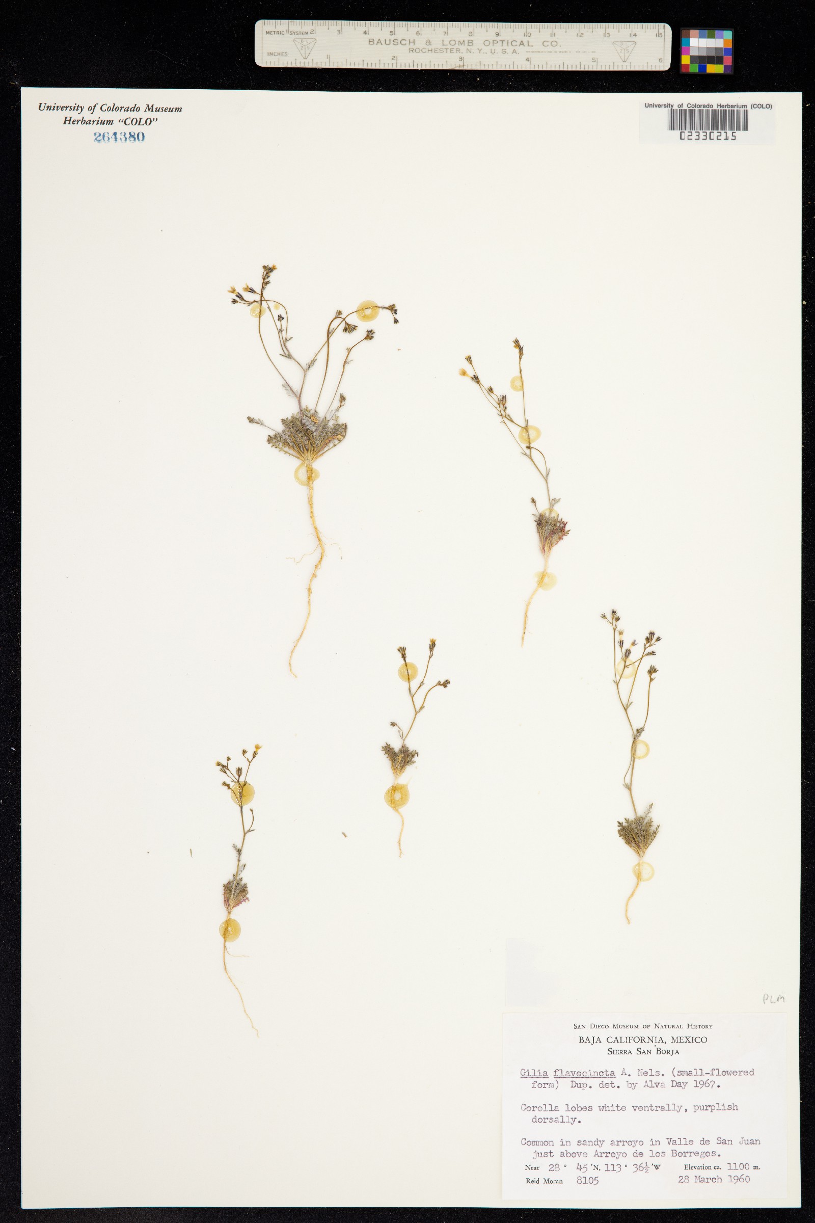 Gilia flavocincta image