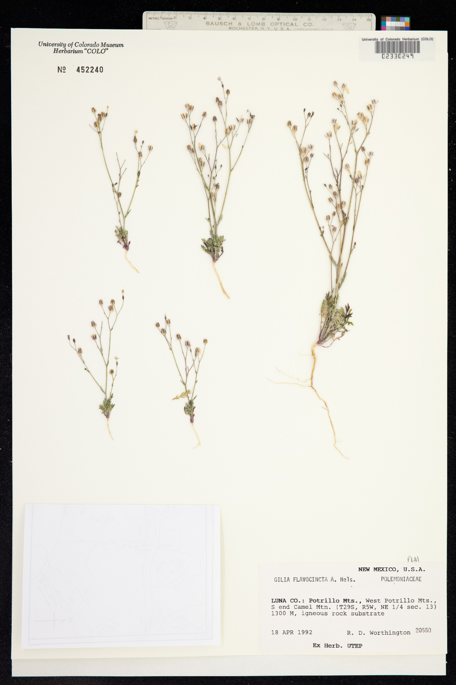 Gilia flavocincta image