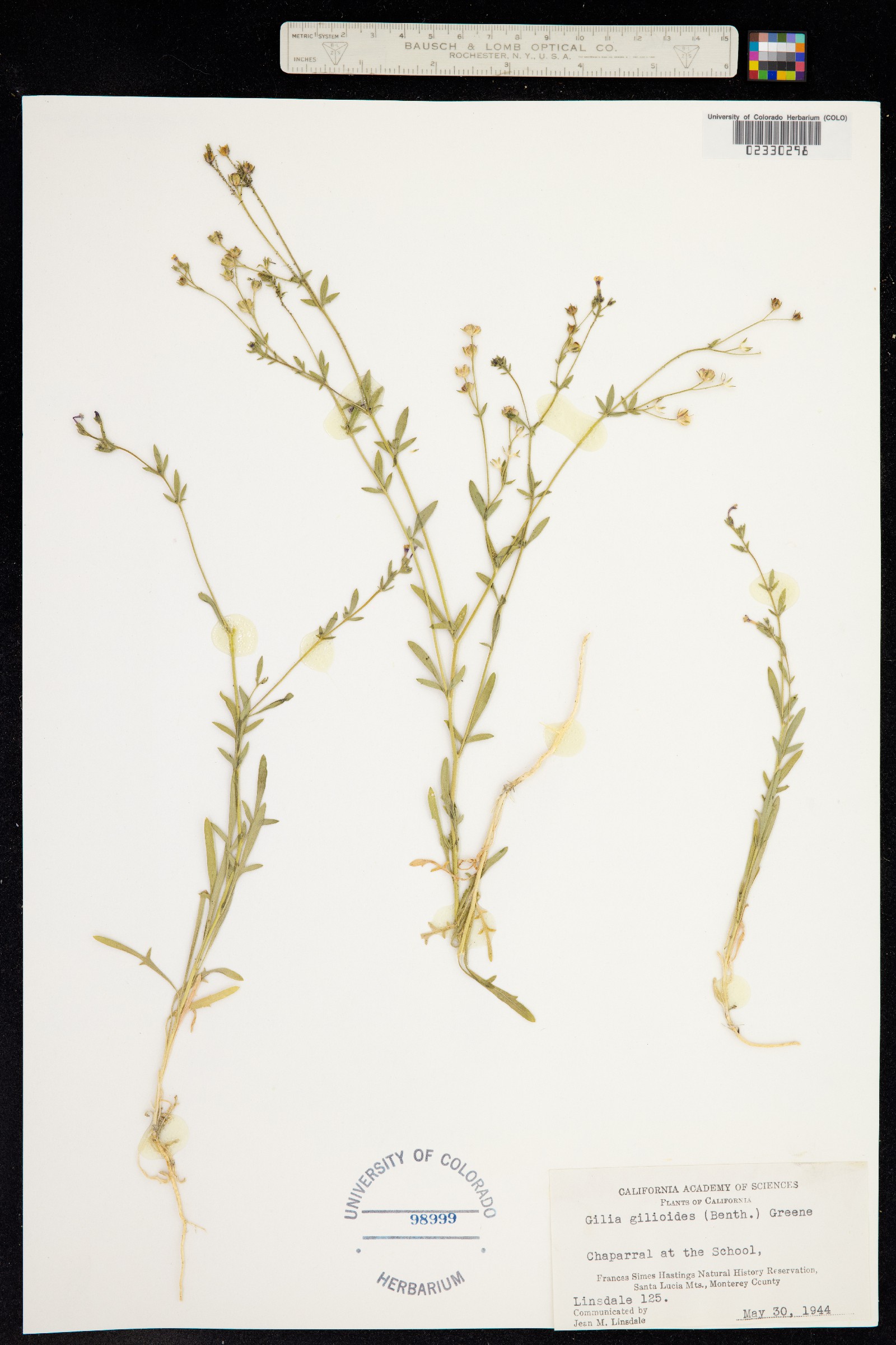 Allophyllum gilioides image