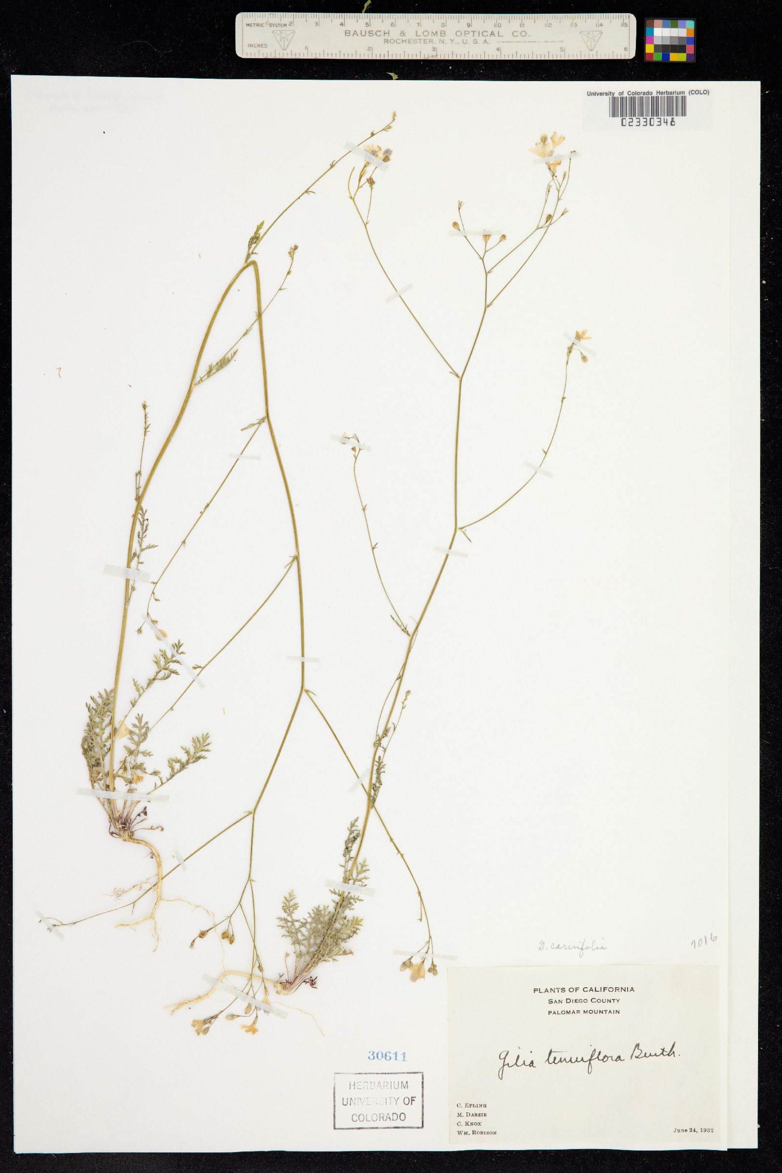 Saltugilia caruifolia image
