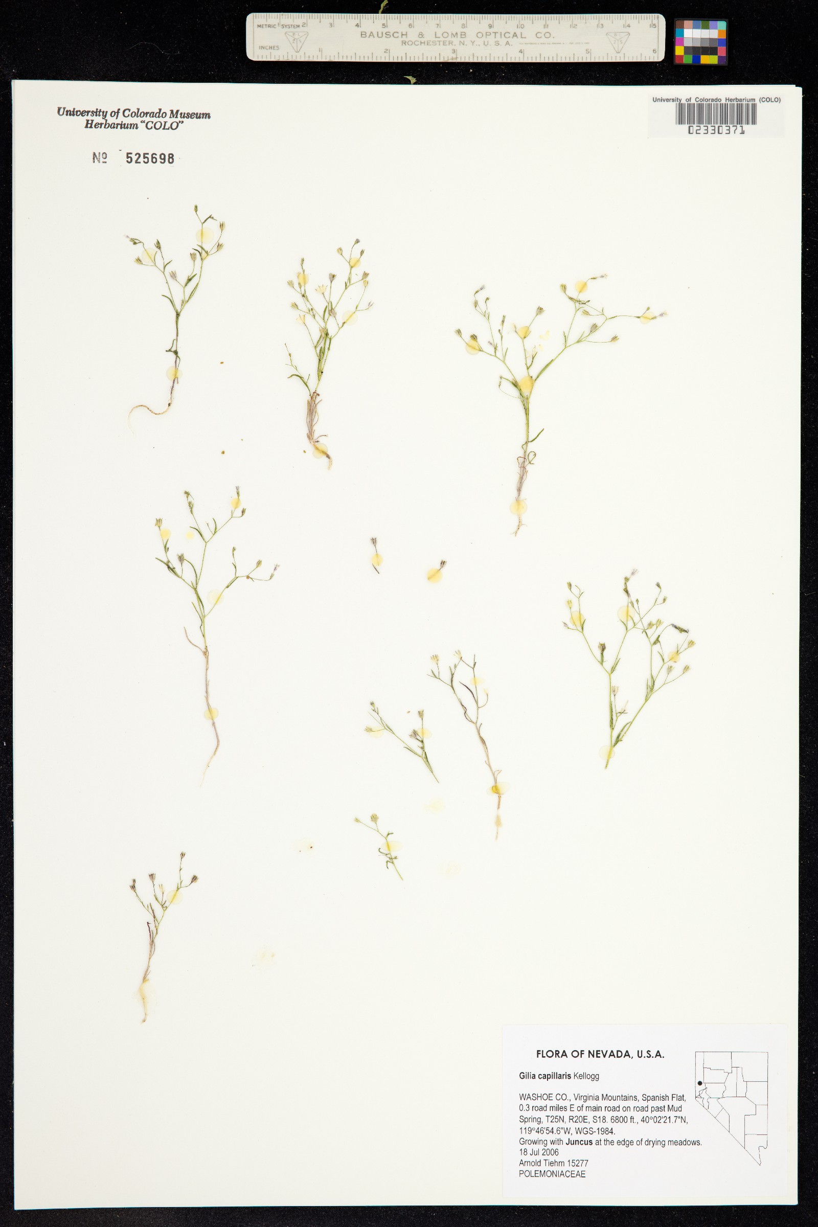 Navarretia capillaris image