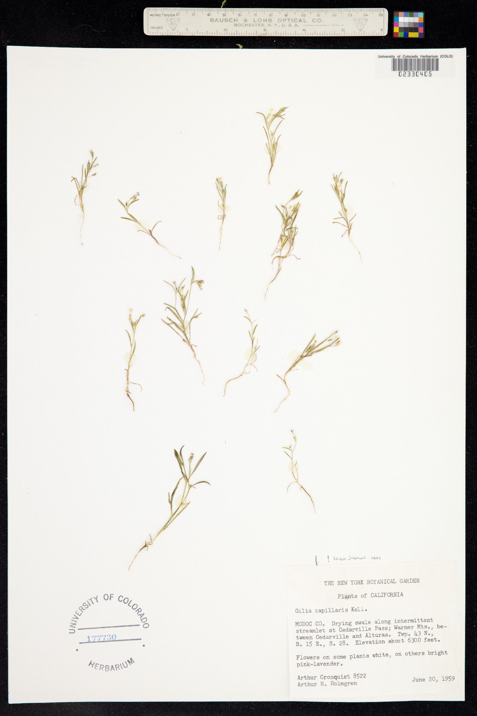 Navarretia capillaris image