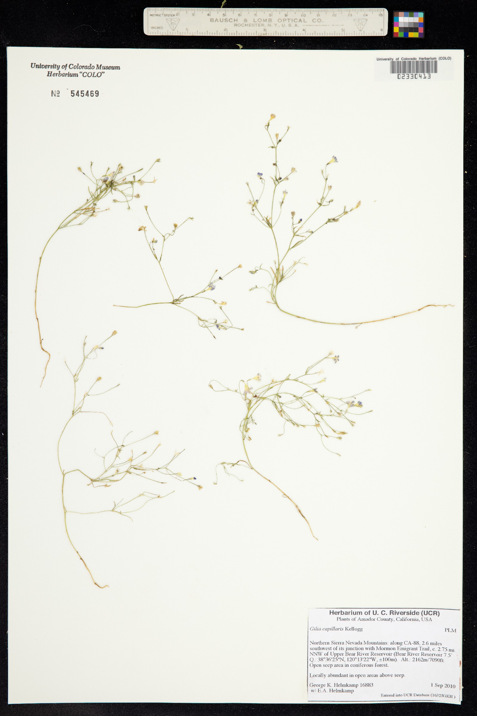 Navarretia capillaris image