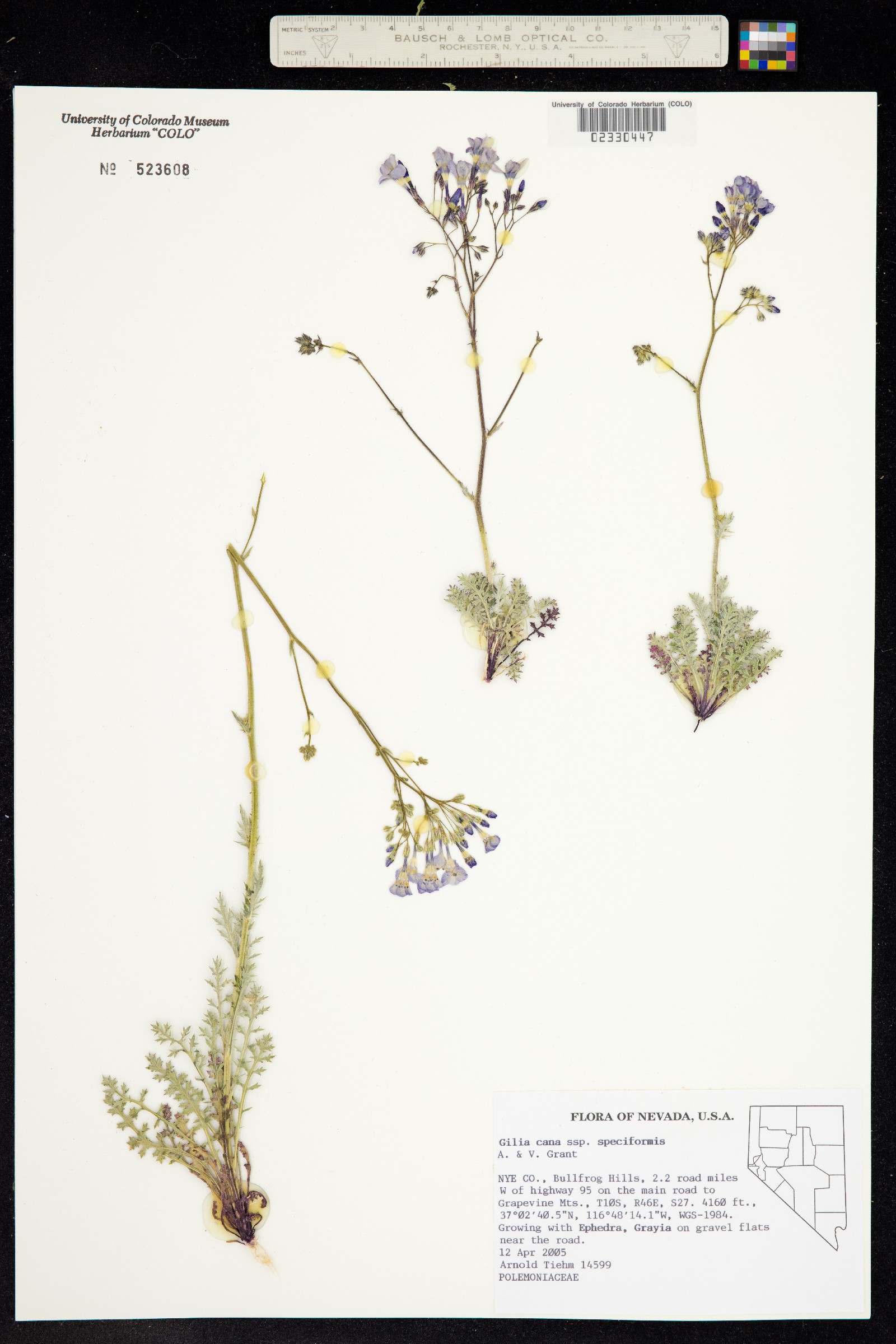 Gilia cana image