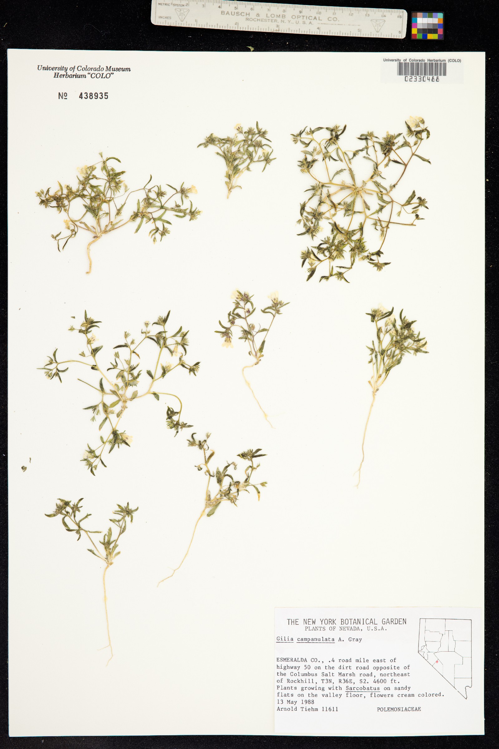 Linanthus campanulatus image