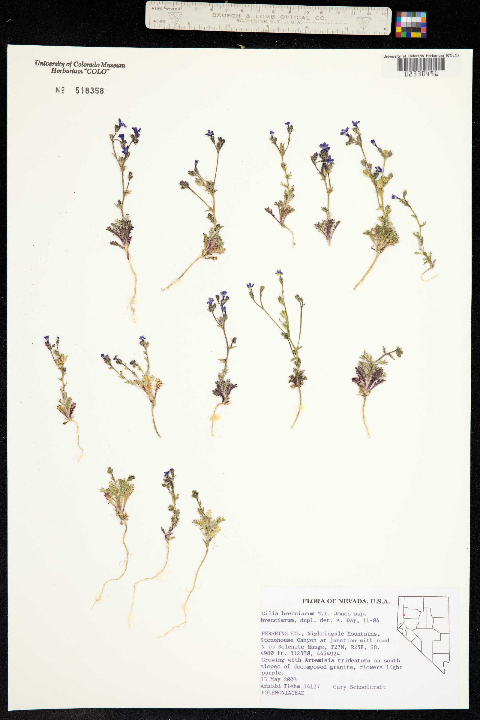 Gilia brecciarum image