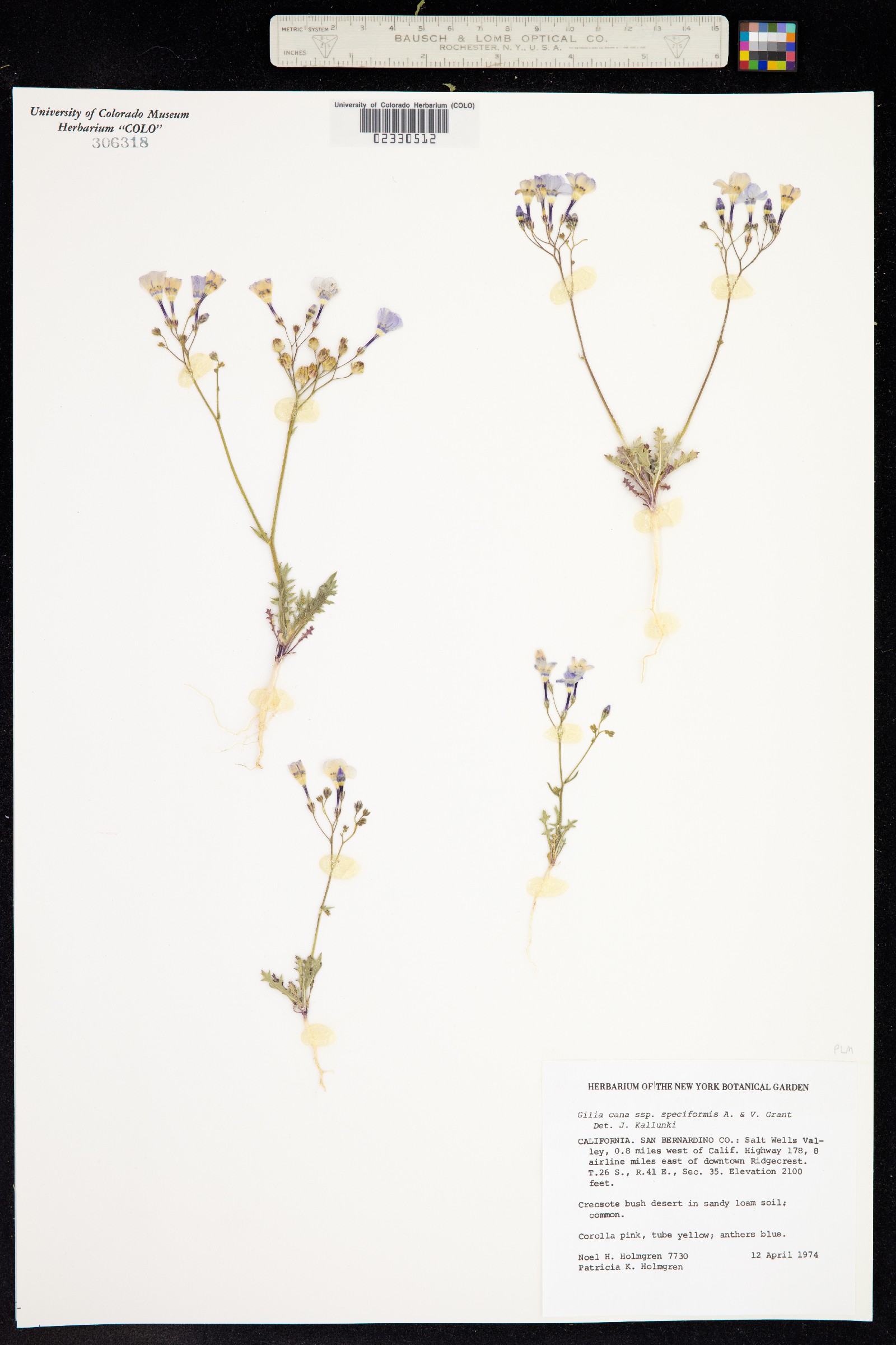 Gilia image
