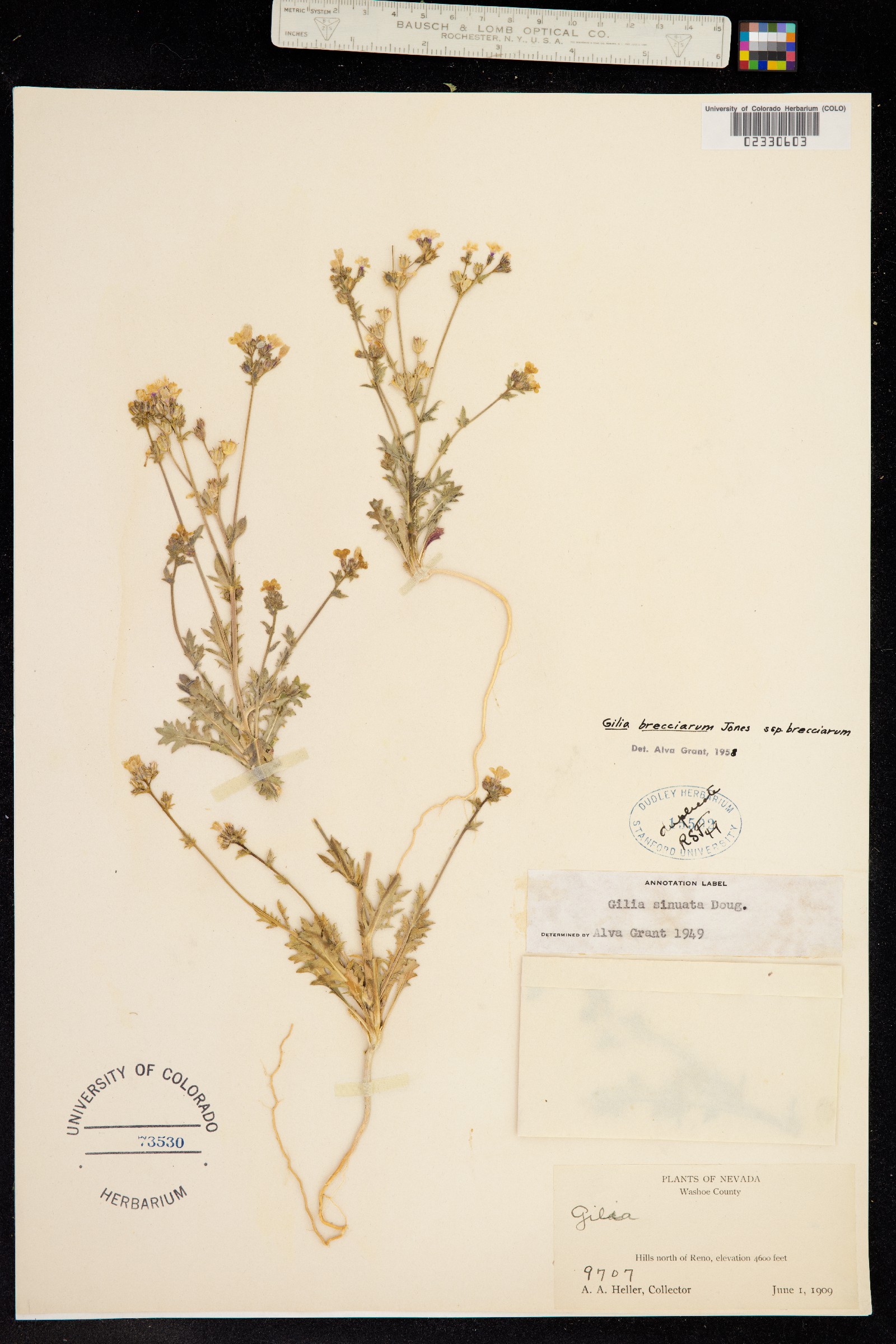 Gilia brecciarum image
