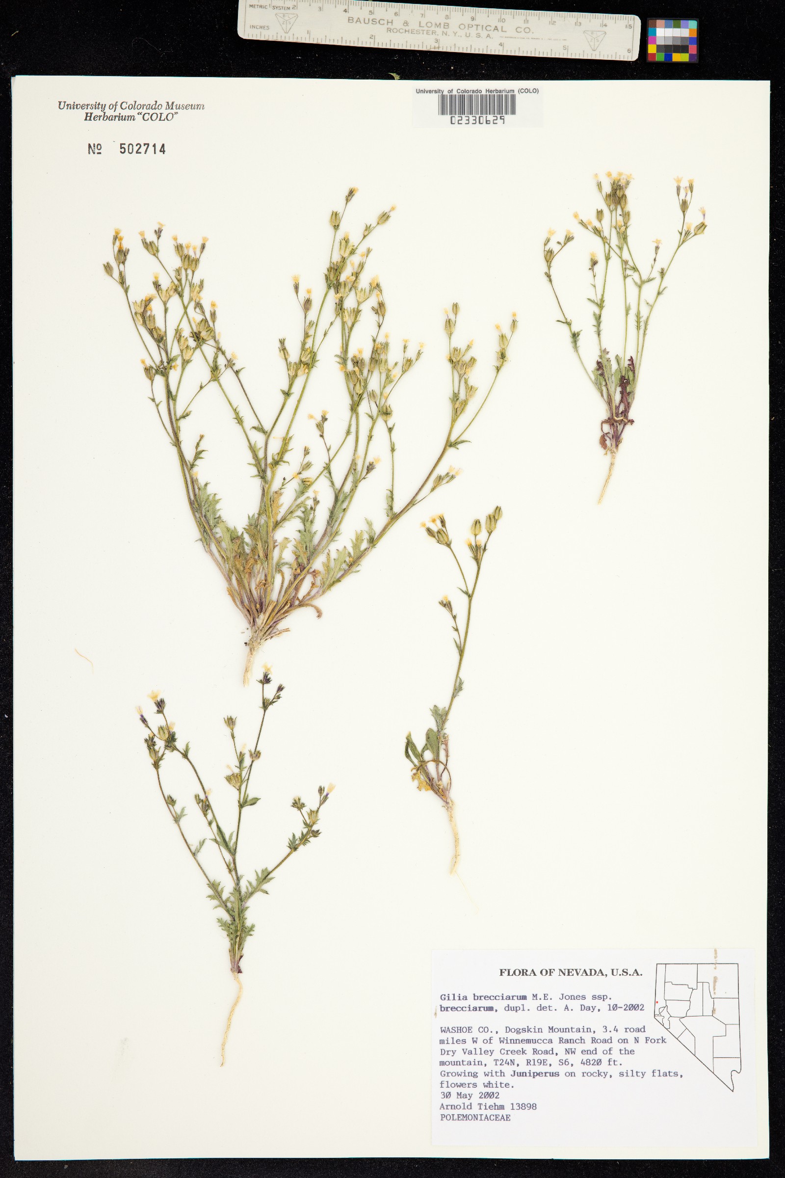 Gilia brecciarum image