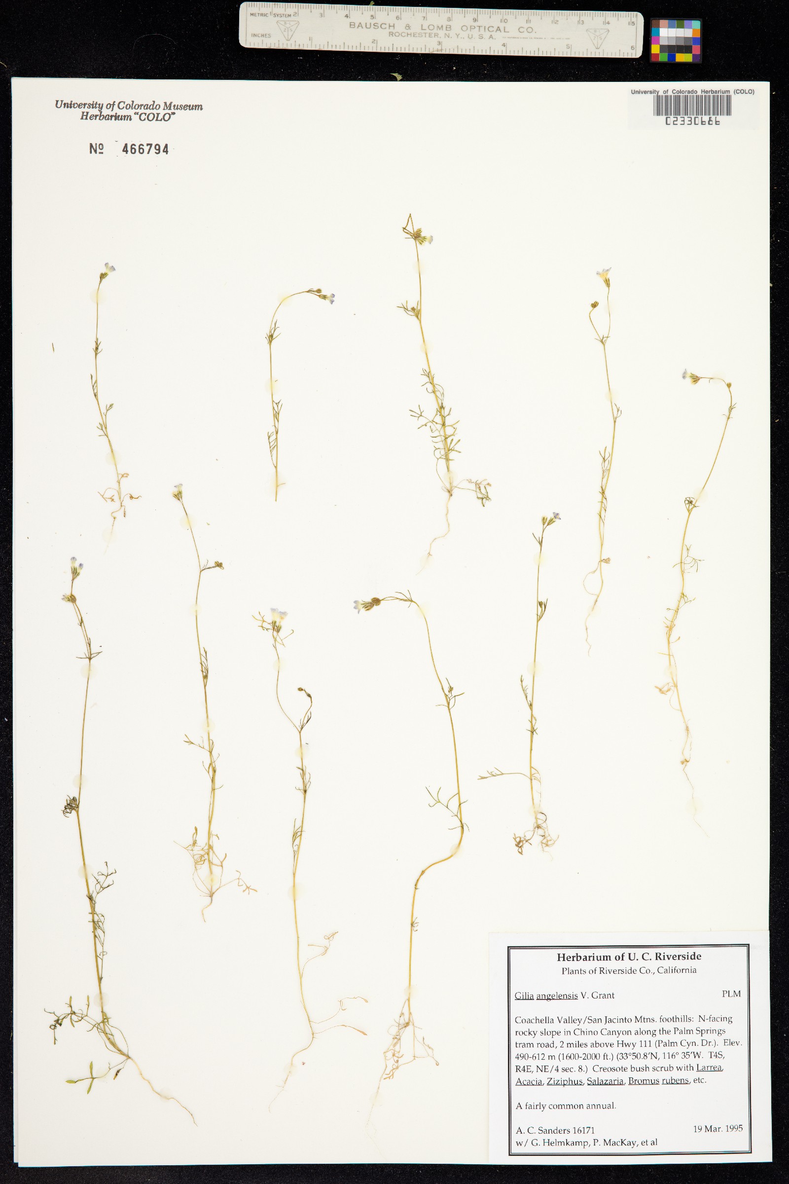 Gilia angelensis image