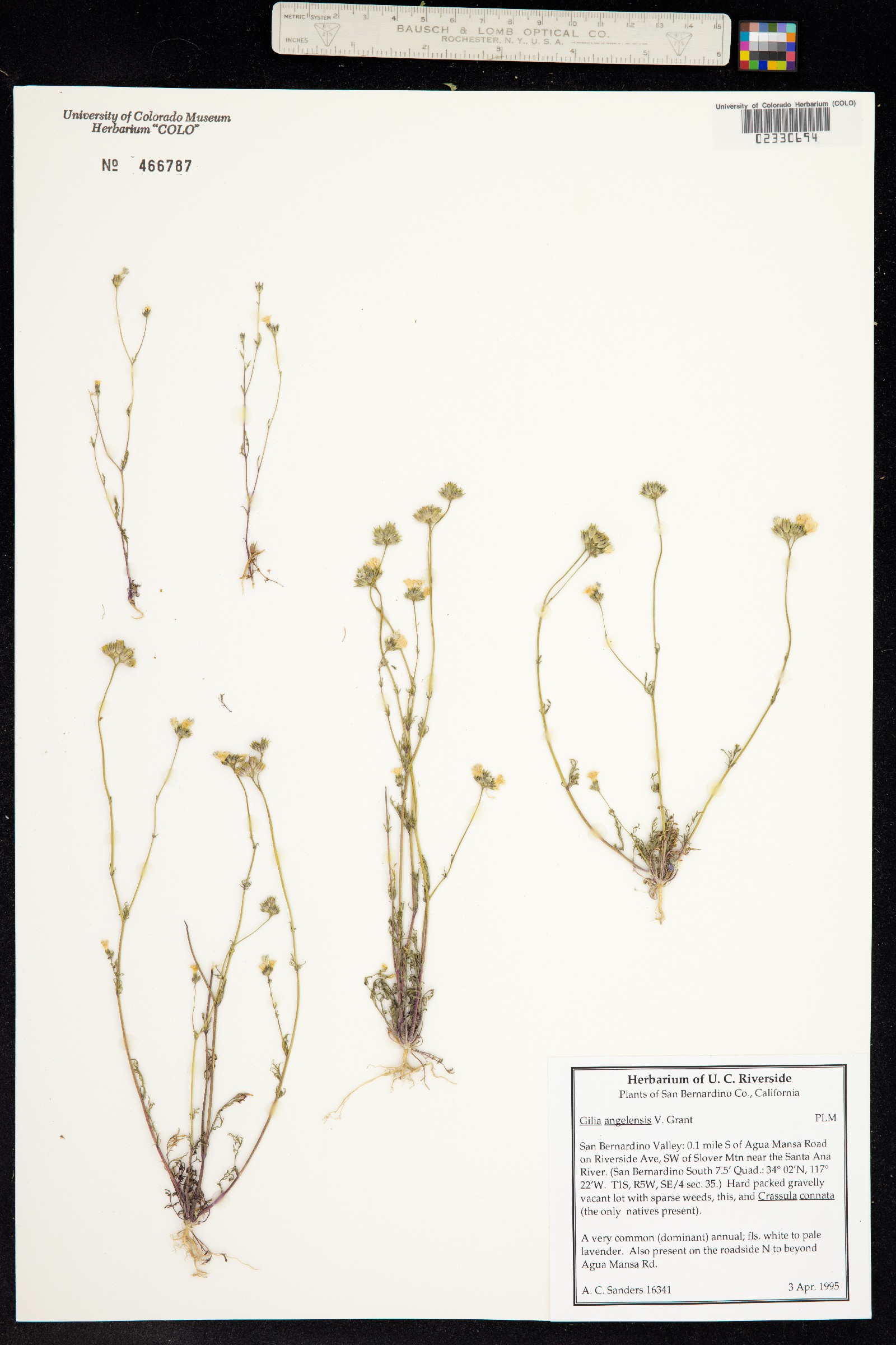 Gilia angelensis image