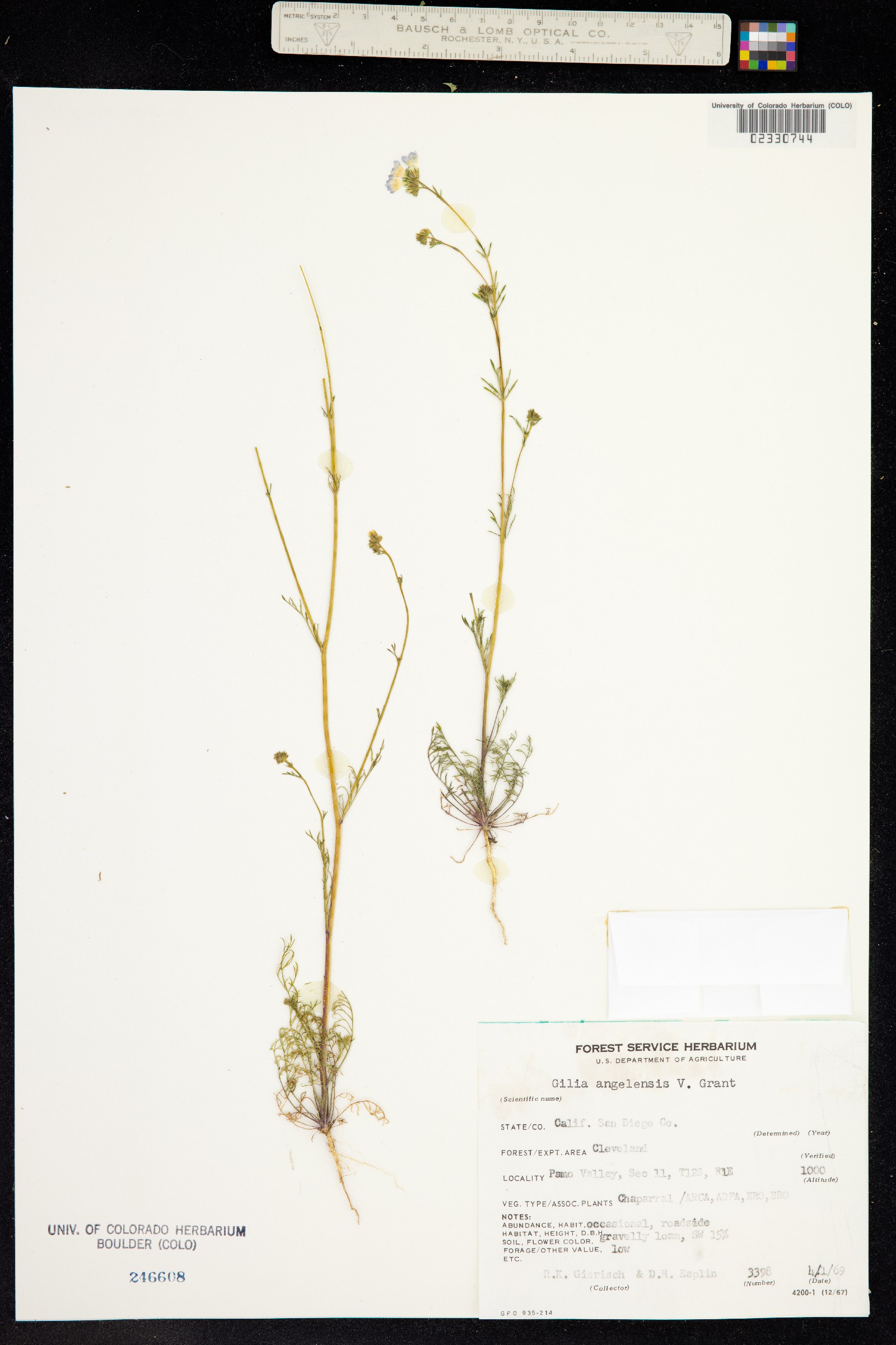 Gilia angelensis image