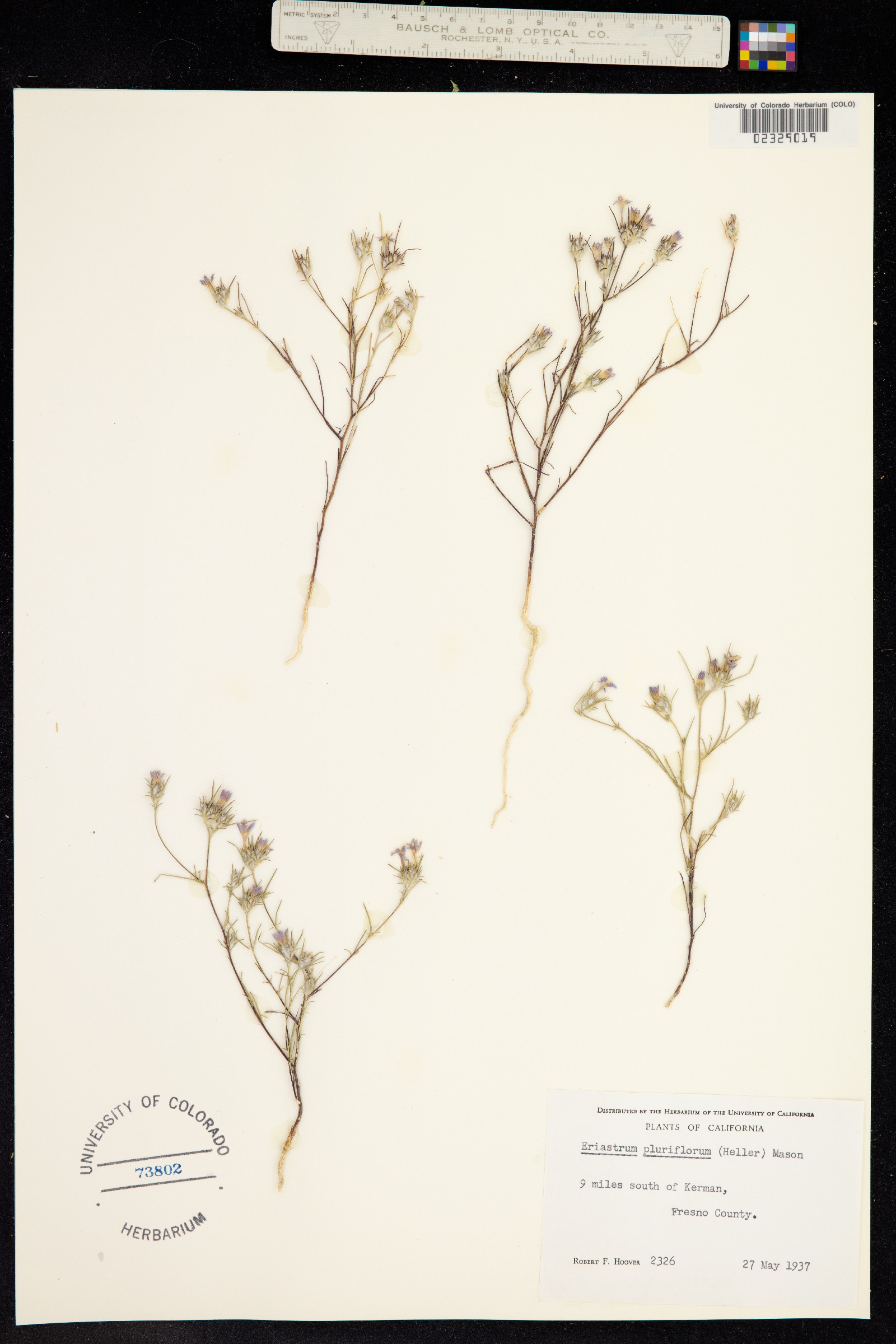 Gilia achilleifolia image