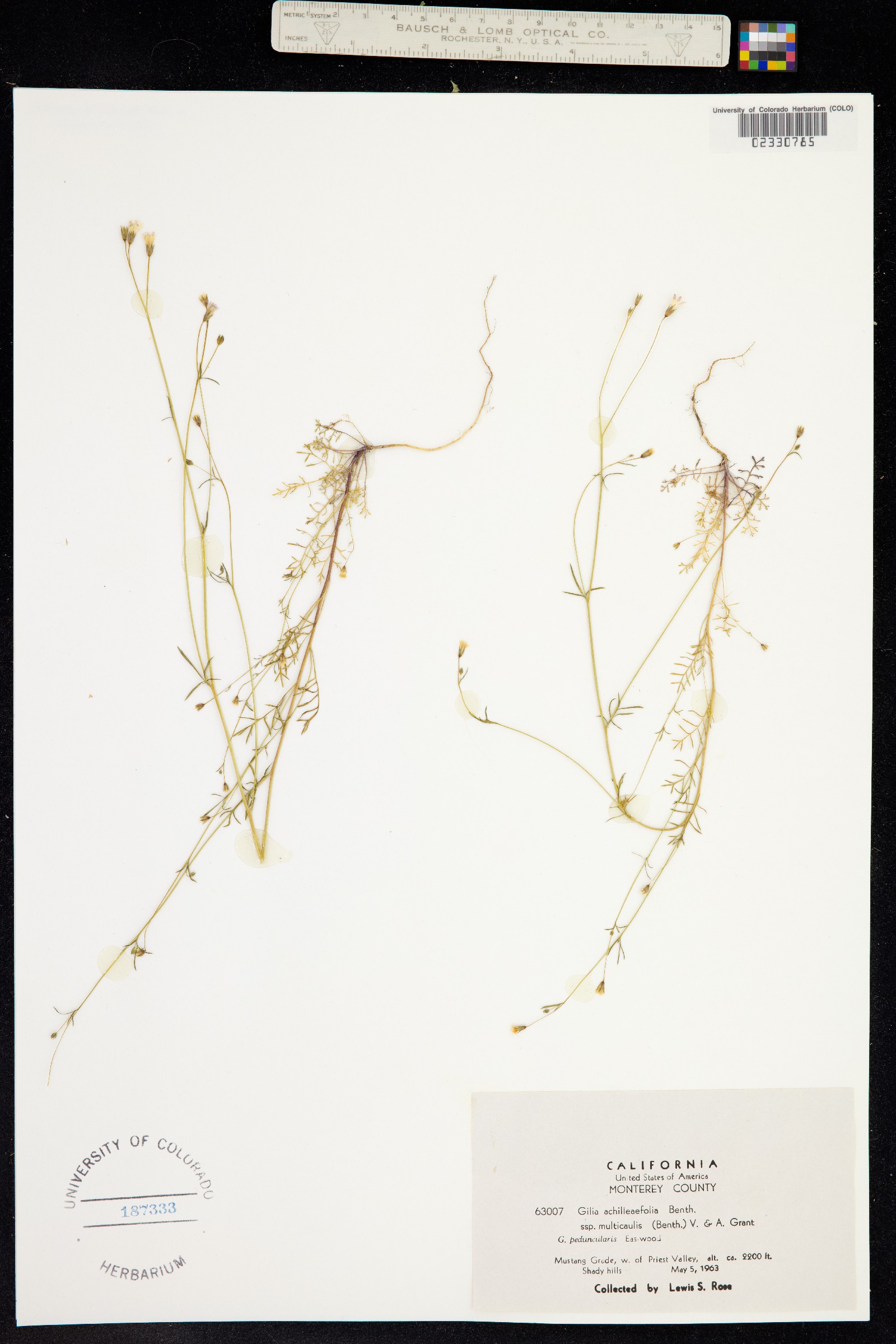 Gilia achilleifolia image