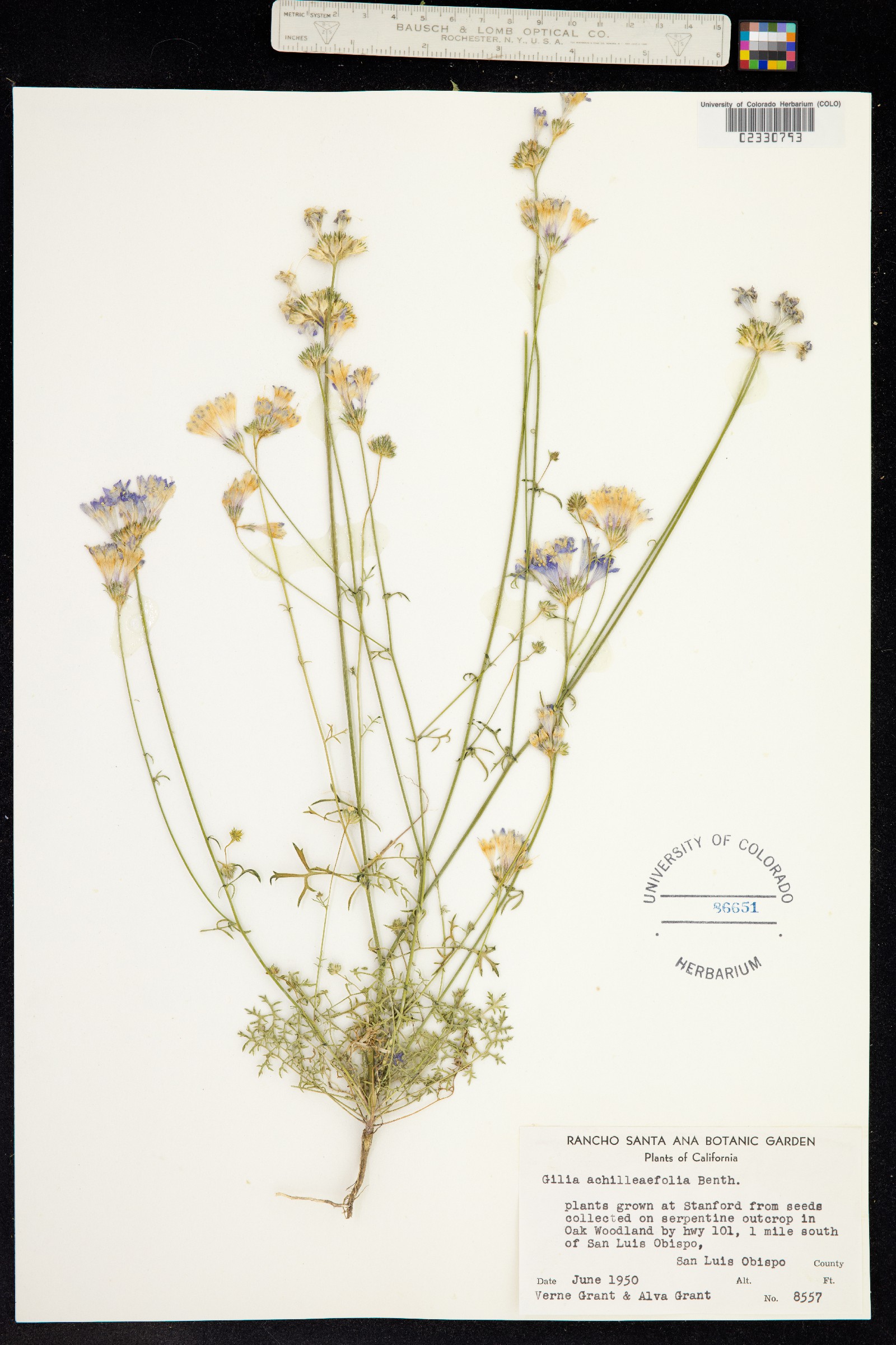 Gilia achilleifolia image