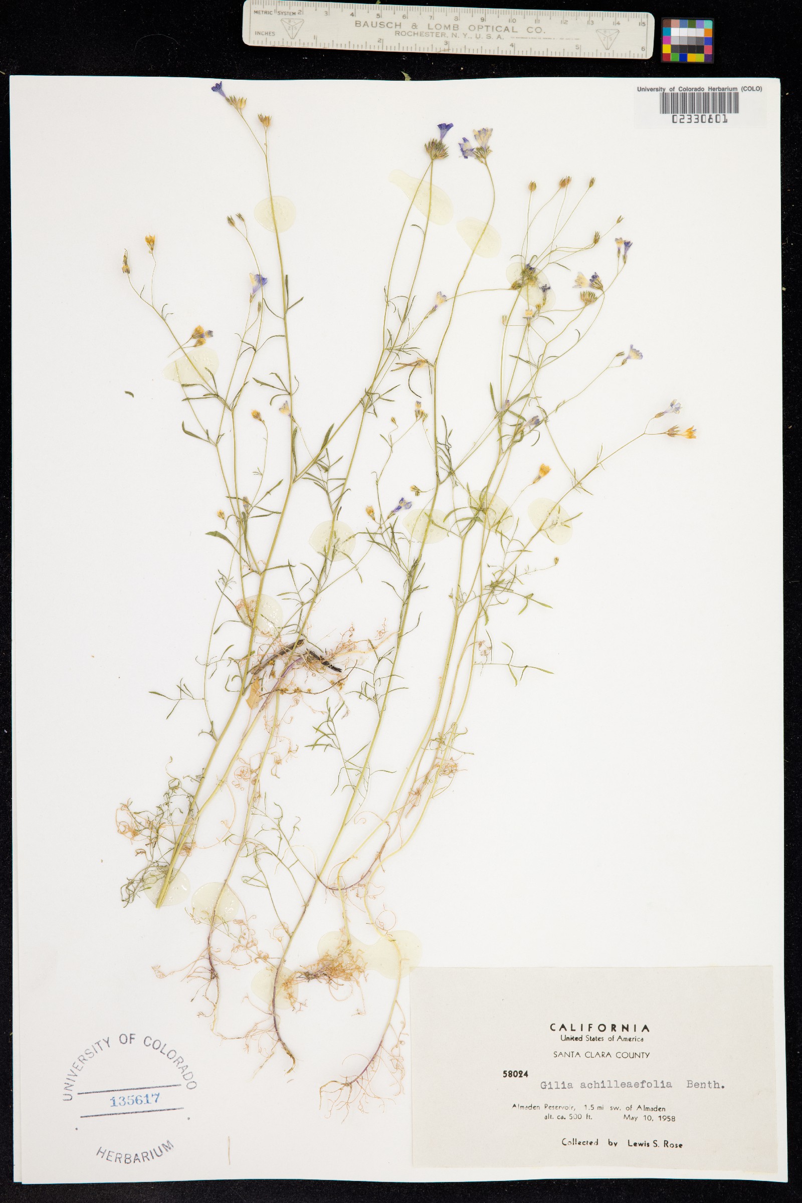 Gilia achilleifolia image