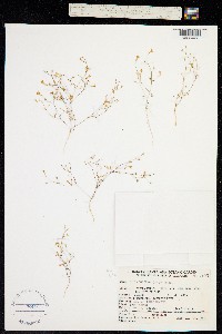 Navarretia leptalea ssp. leptalea image