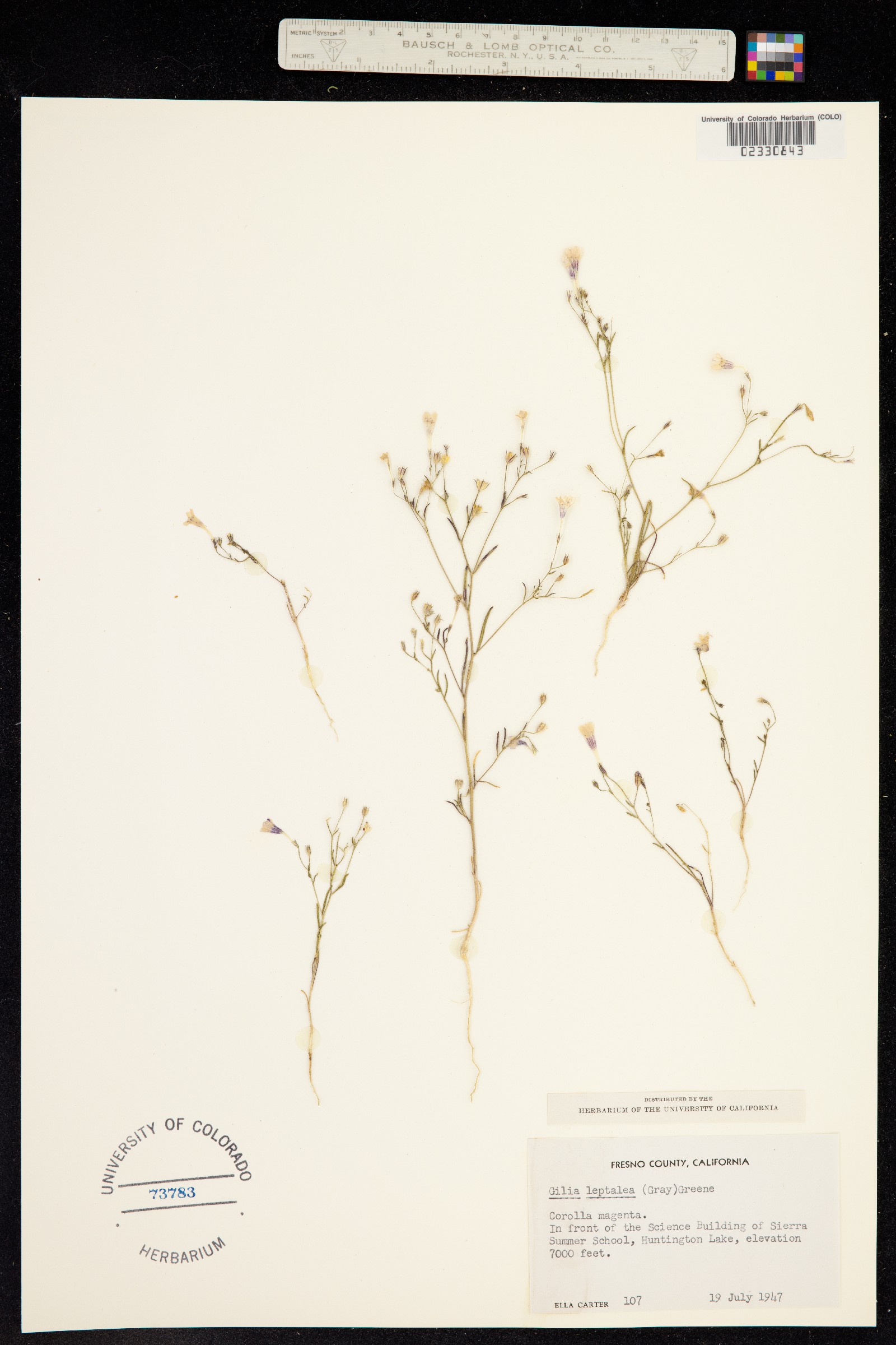 Navarretia leptalea ssp. leptalea image