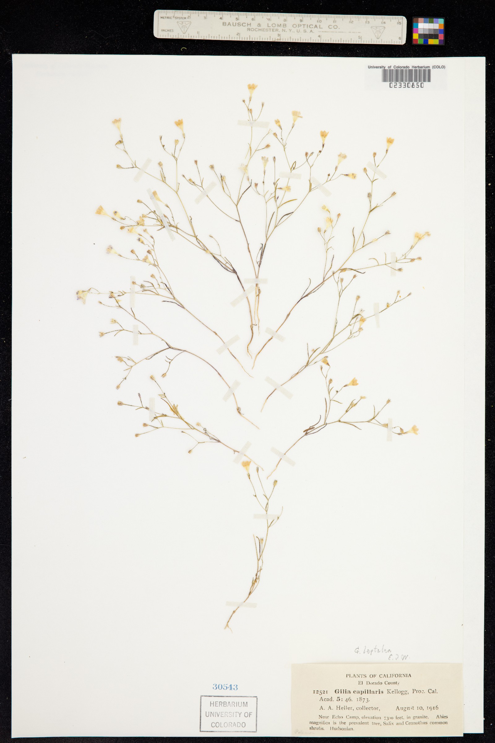 Gilia leptalea image