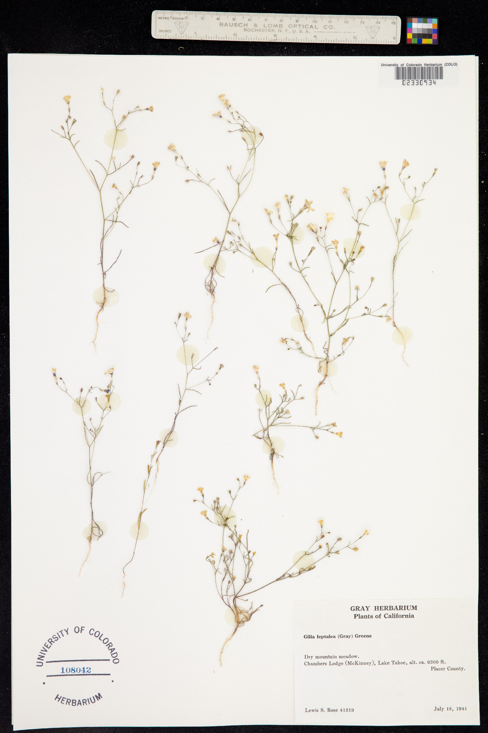 Navarretia leptalea ssp. leptalea image