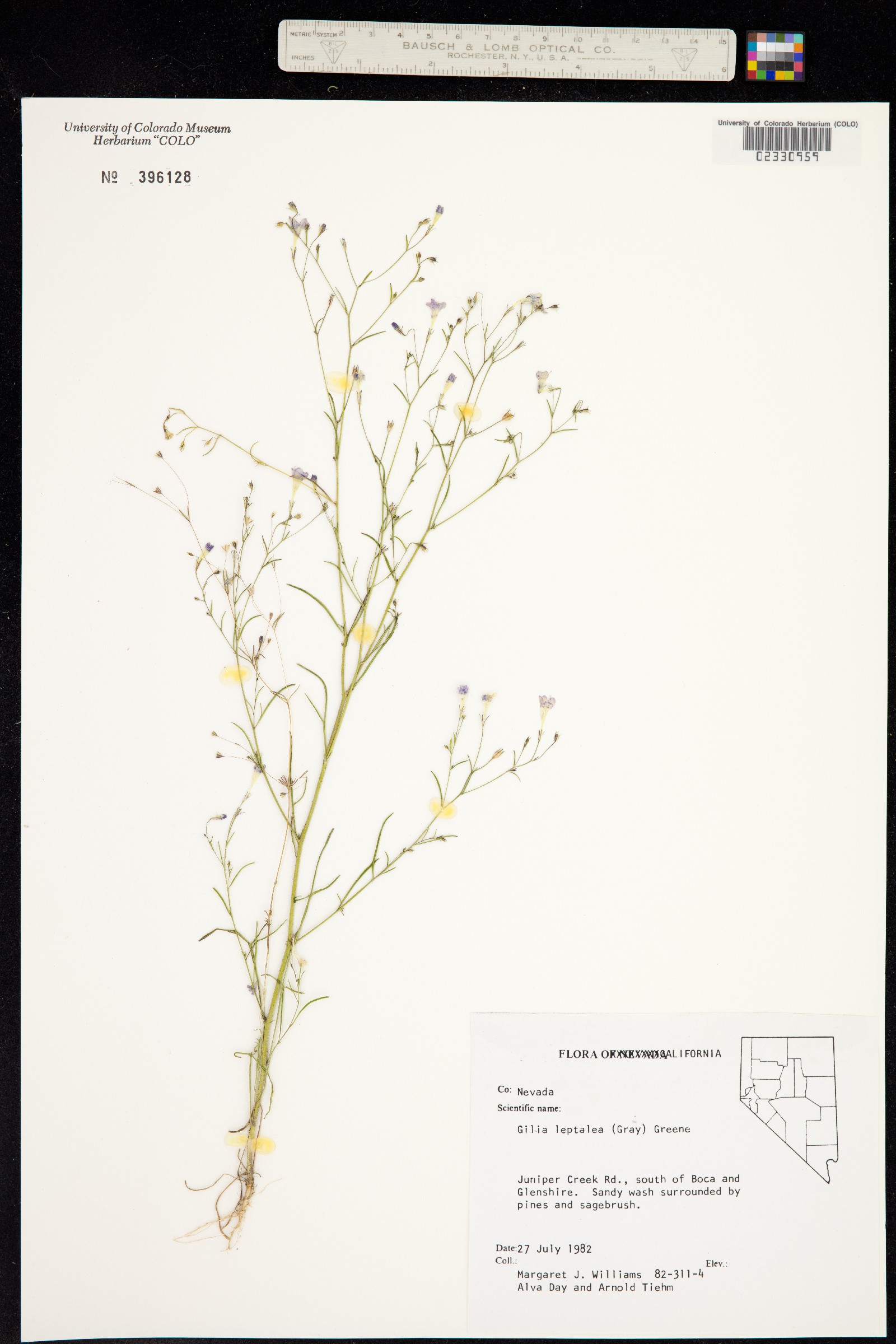 Navarretia leptalea ssp. leptalea image