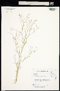 Navarretia leptalea ssp. leptalea image