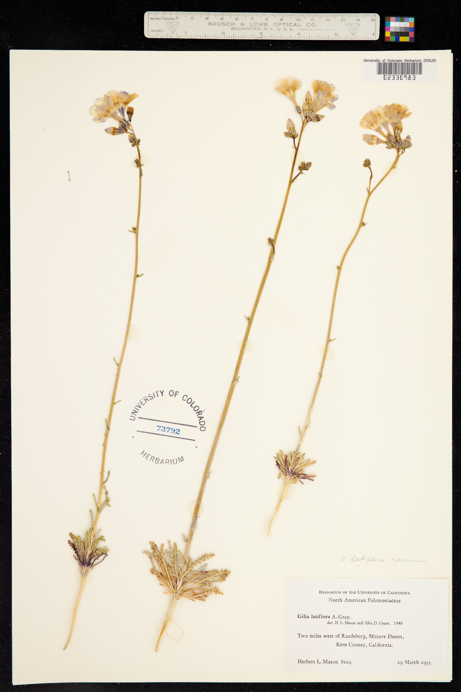 Gilia latiflora image