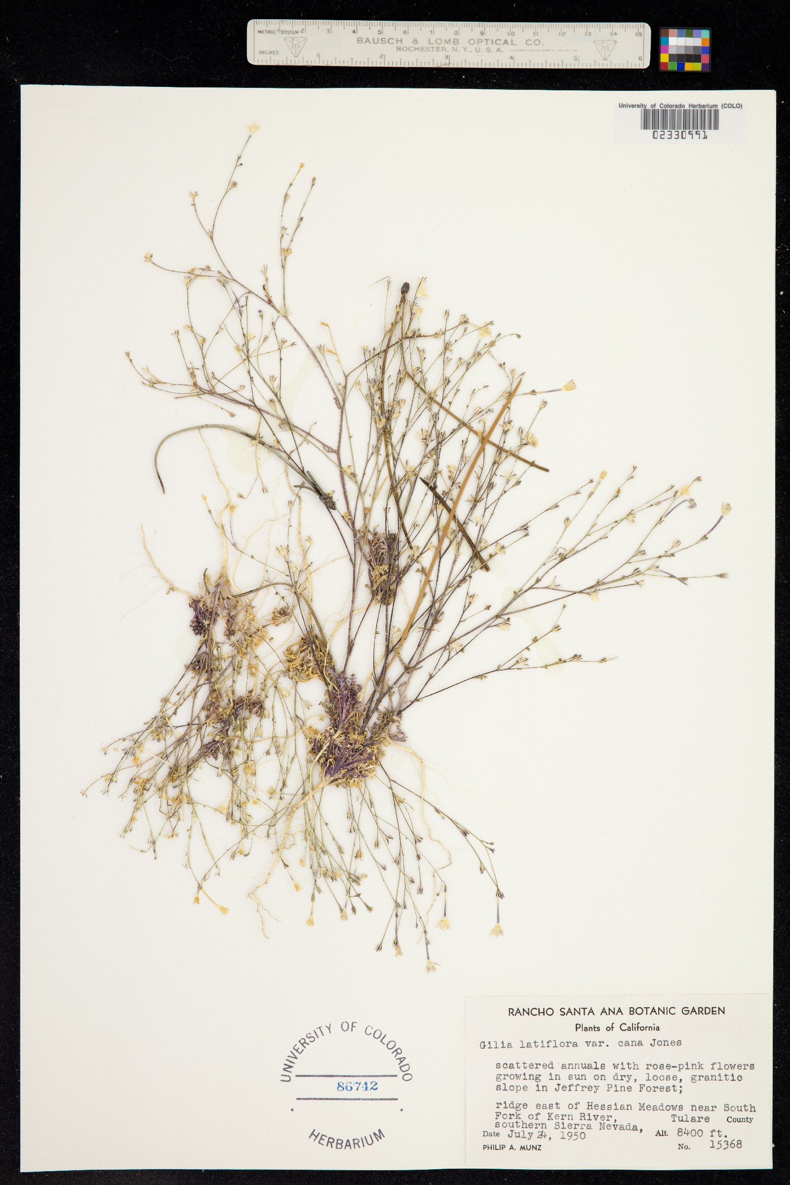 Gilia latiflora image