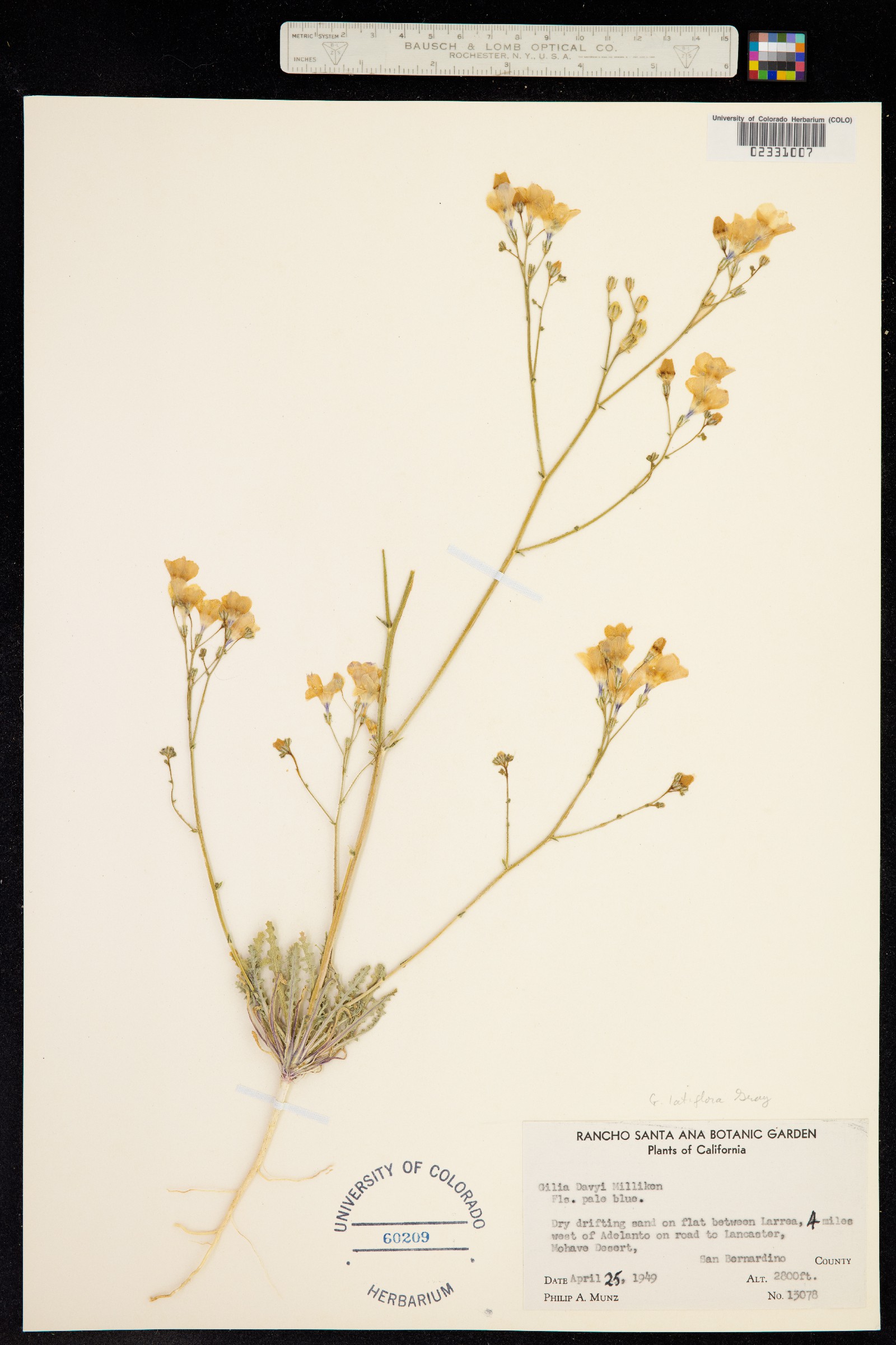 Gilia latiflora image