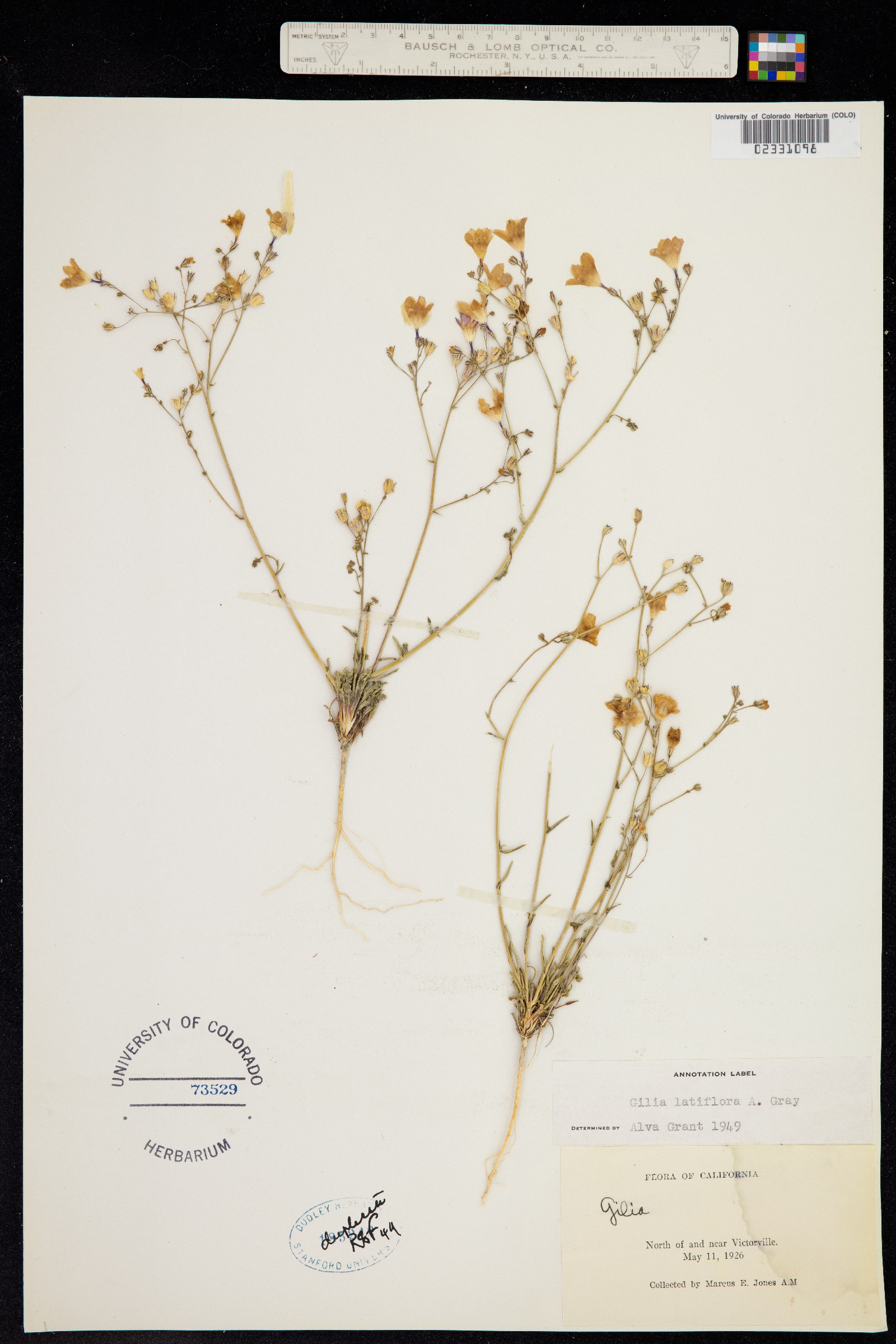 Gilia latiflora image