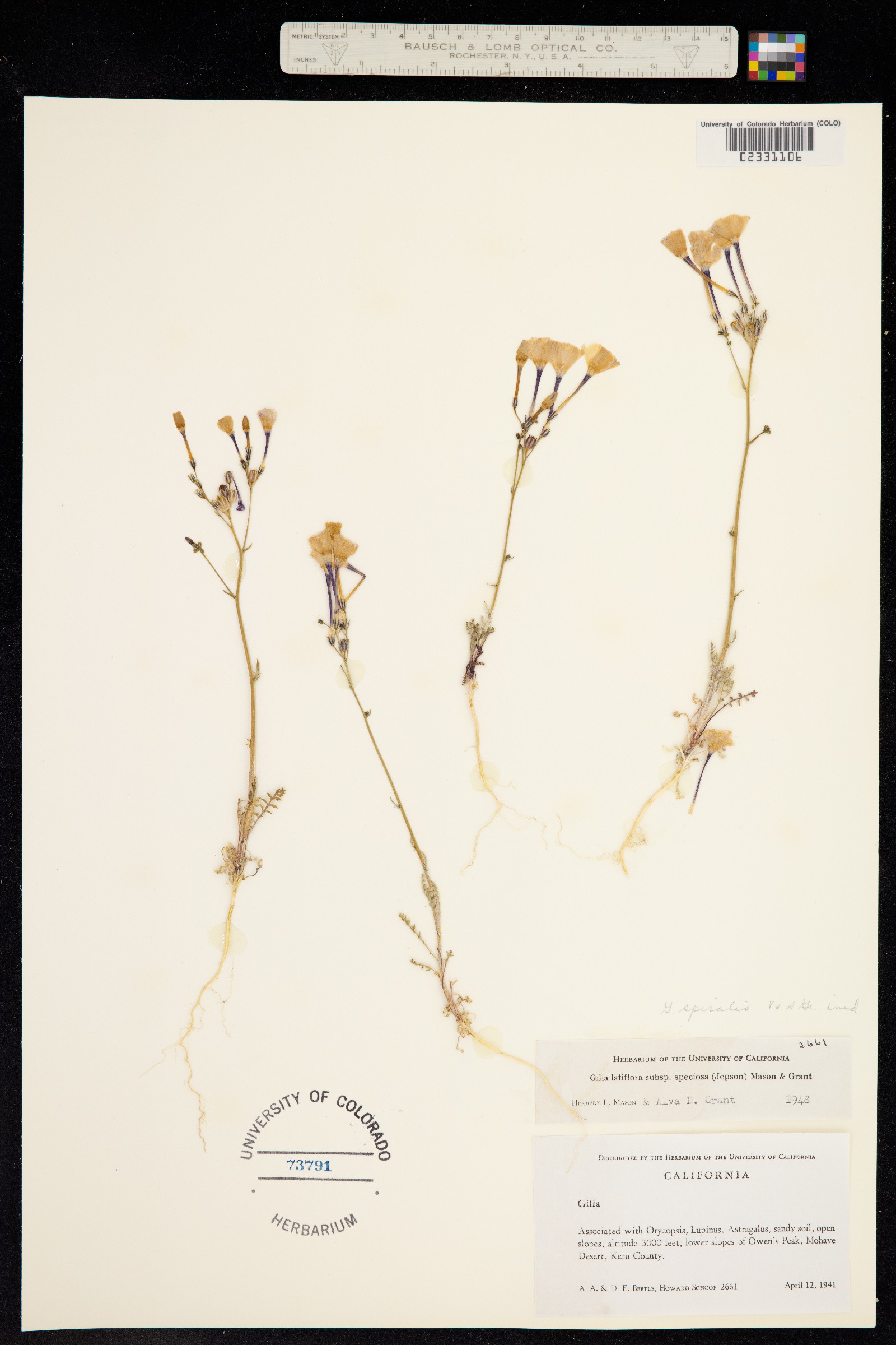 Gilia latiflora image