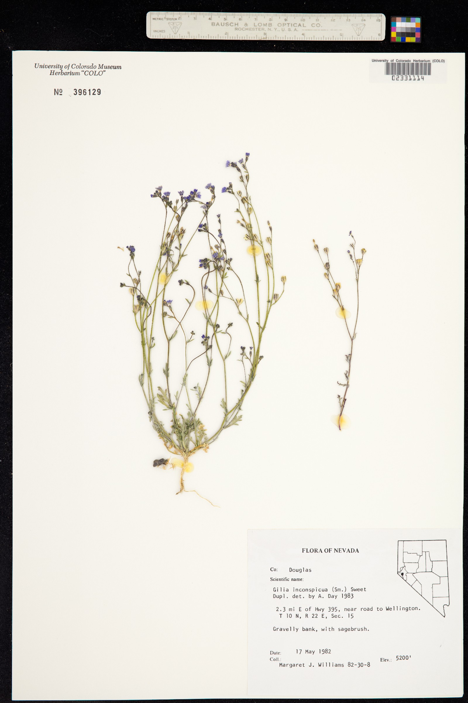 Gilia inconspicua image