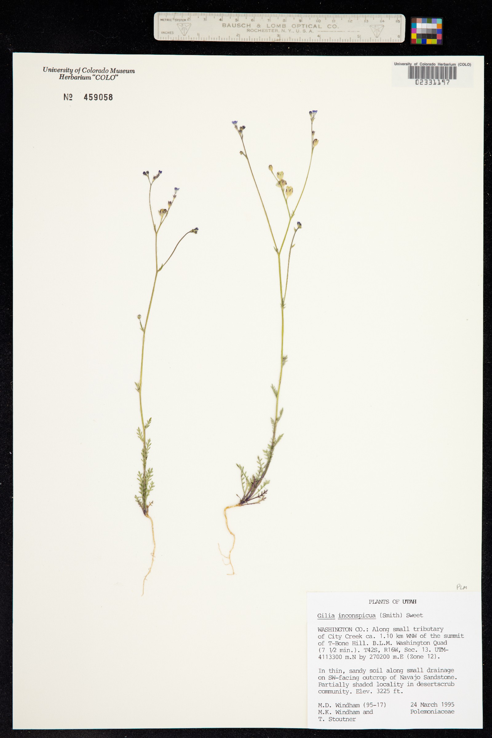 Gilia inconspicua image