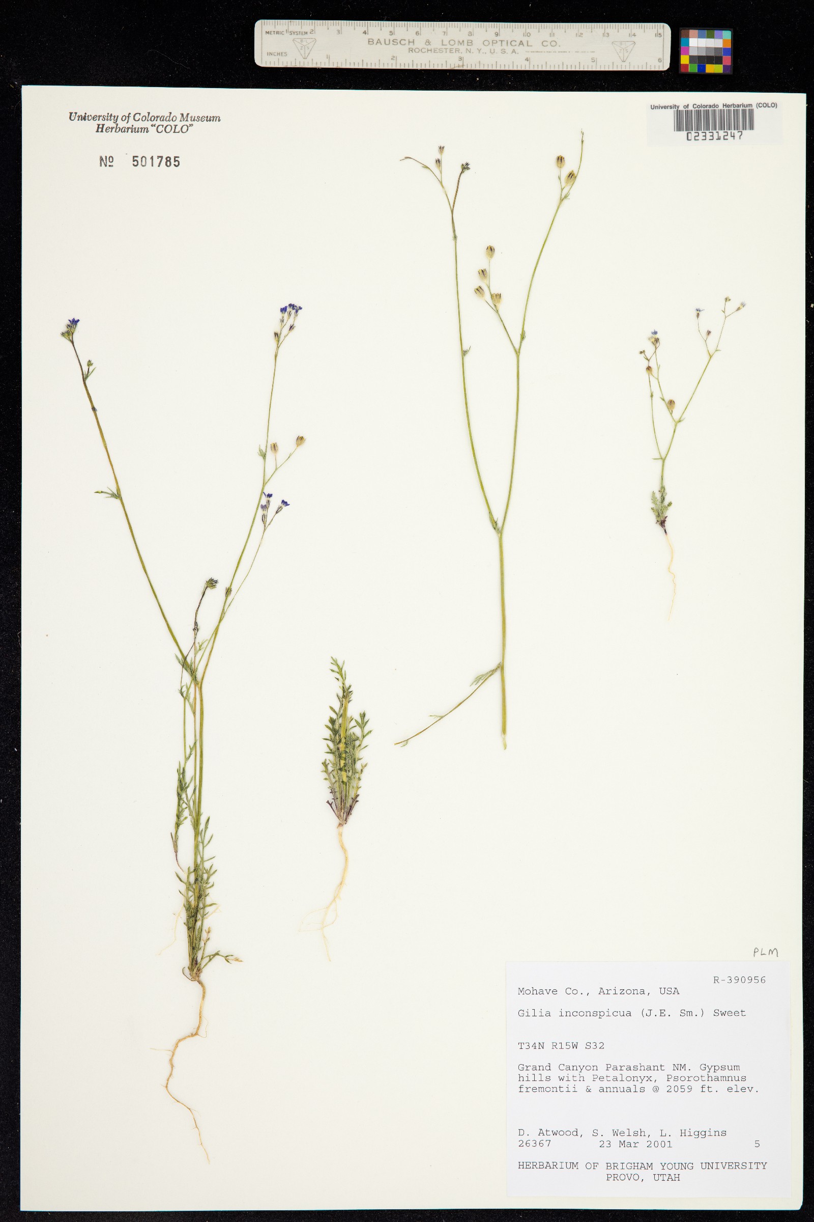 Gilia inconspicua image