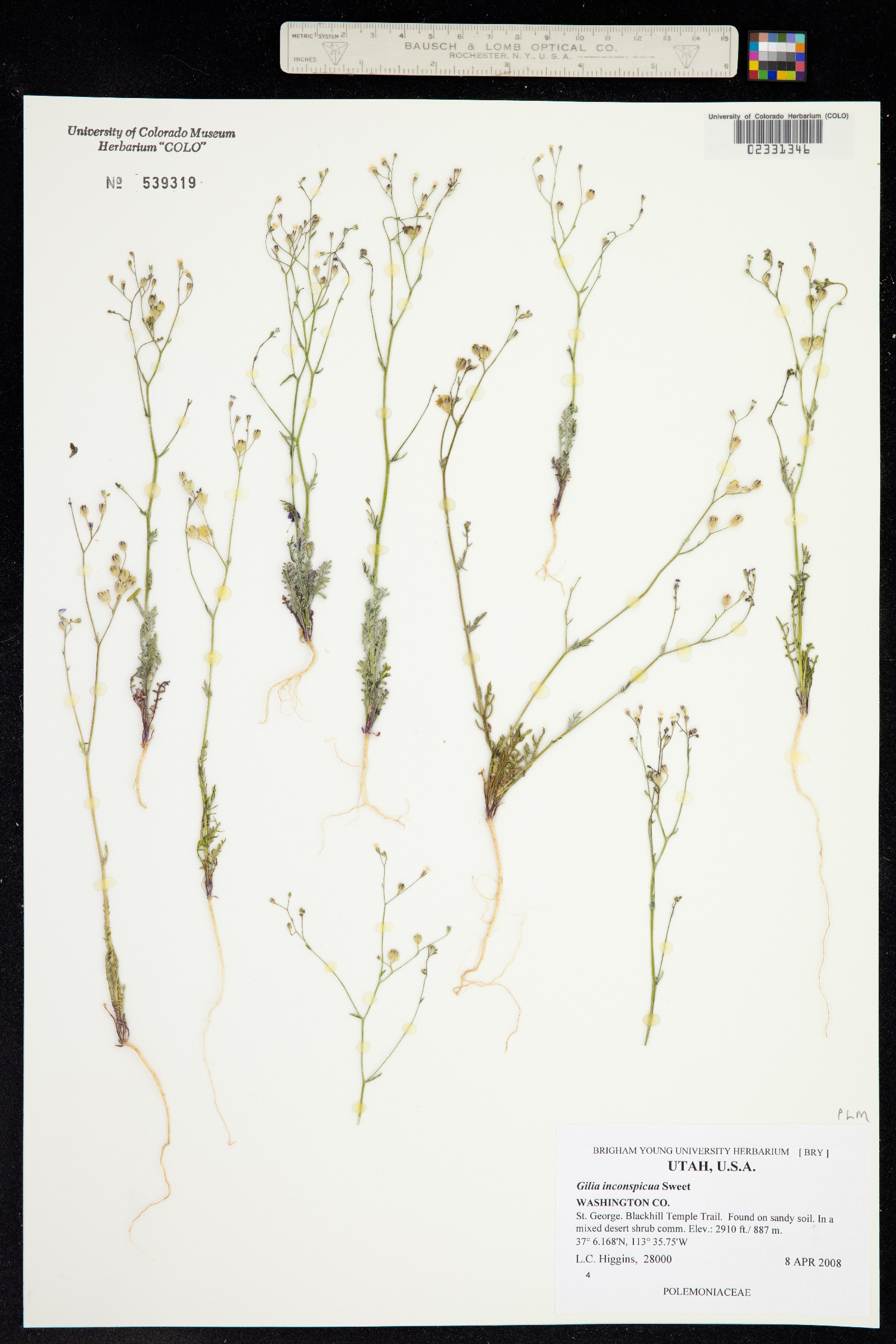 Gilia inconspicua image