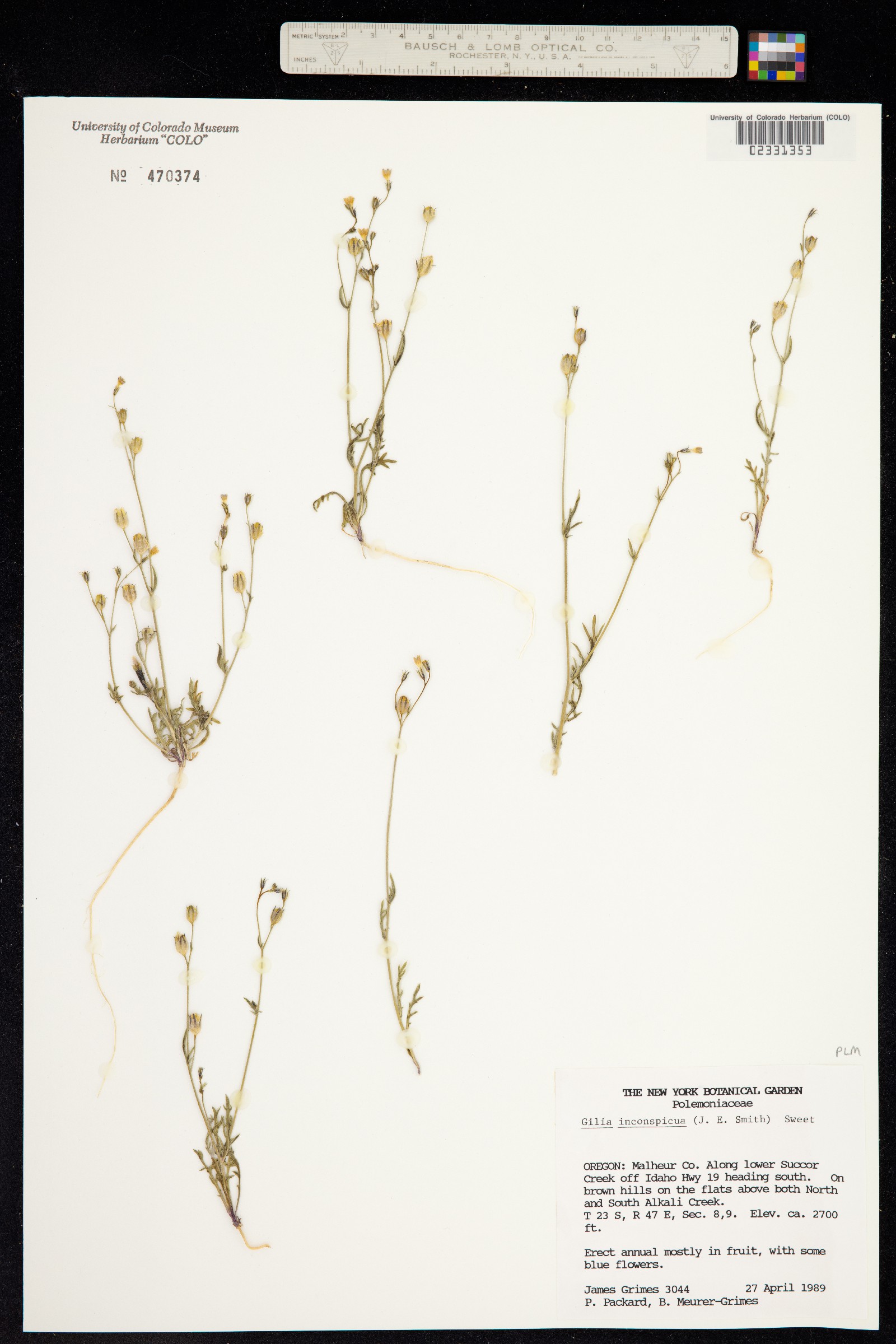 Gilia inconspicua image