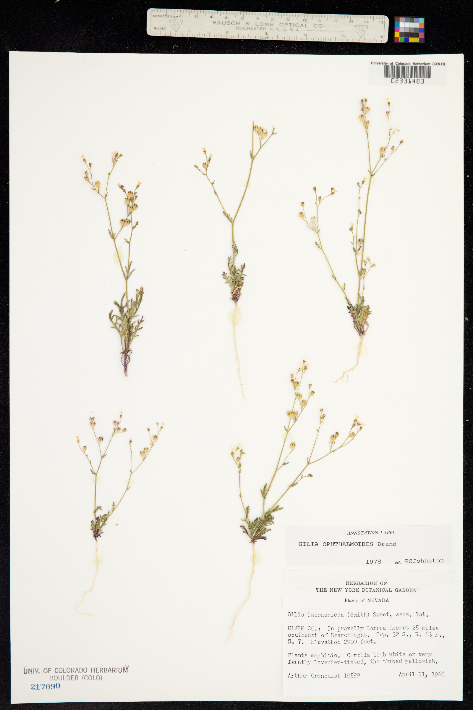 Polemoniaceae image