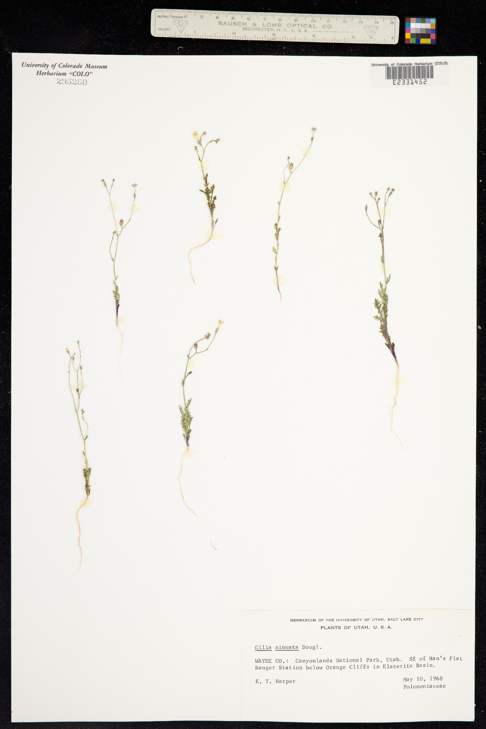 Gilia ophthalmoides image