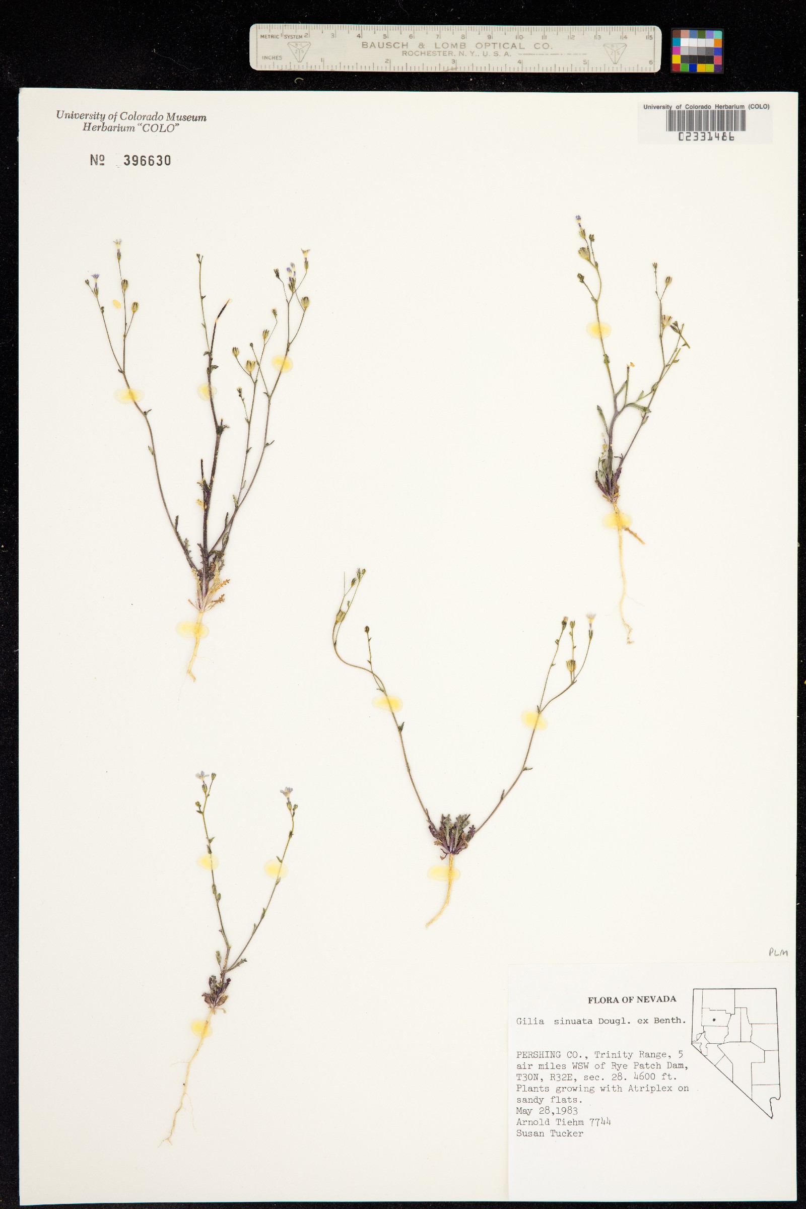 Gilia image