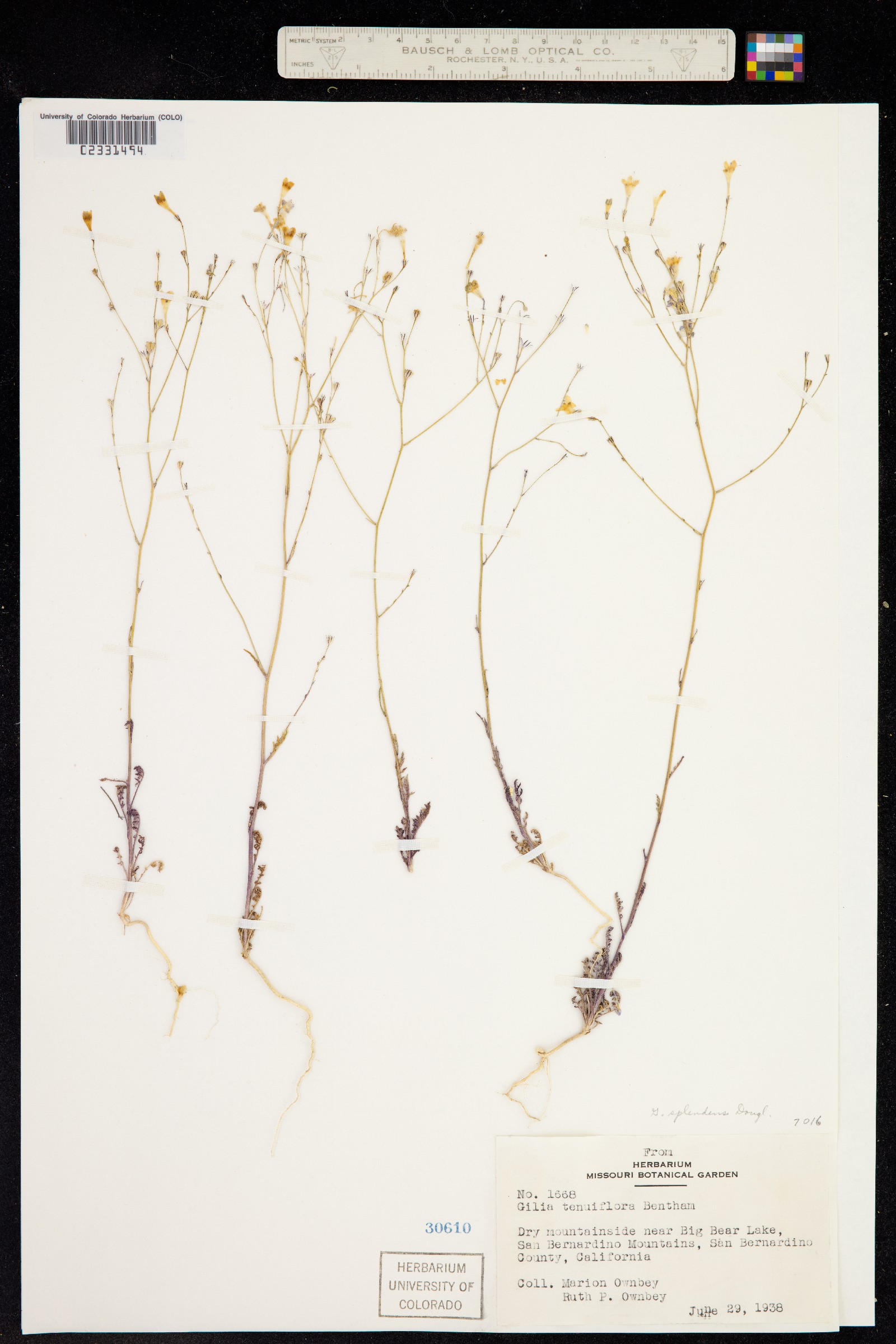 Saltugilia splendens ssp. splendens image