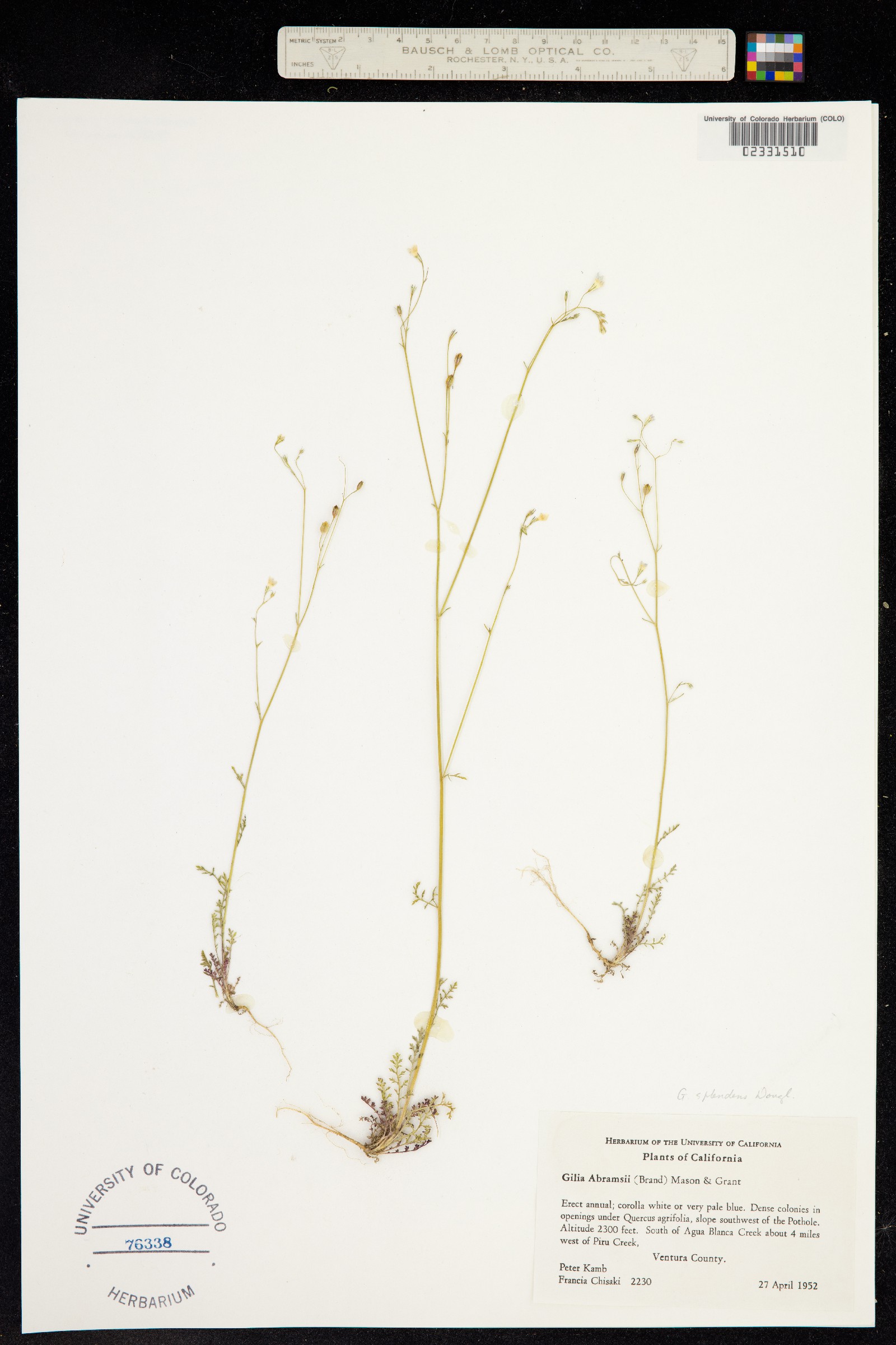 Saltugilia splendens ssp. splendens image