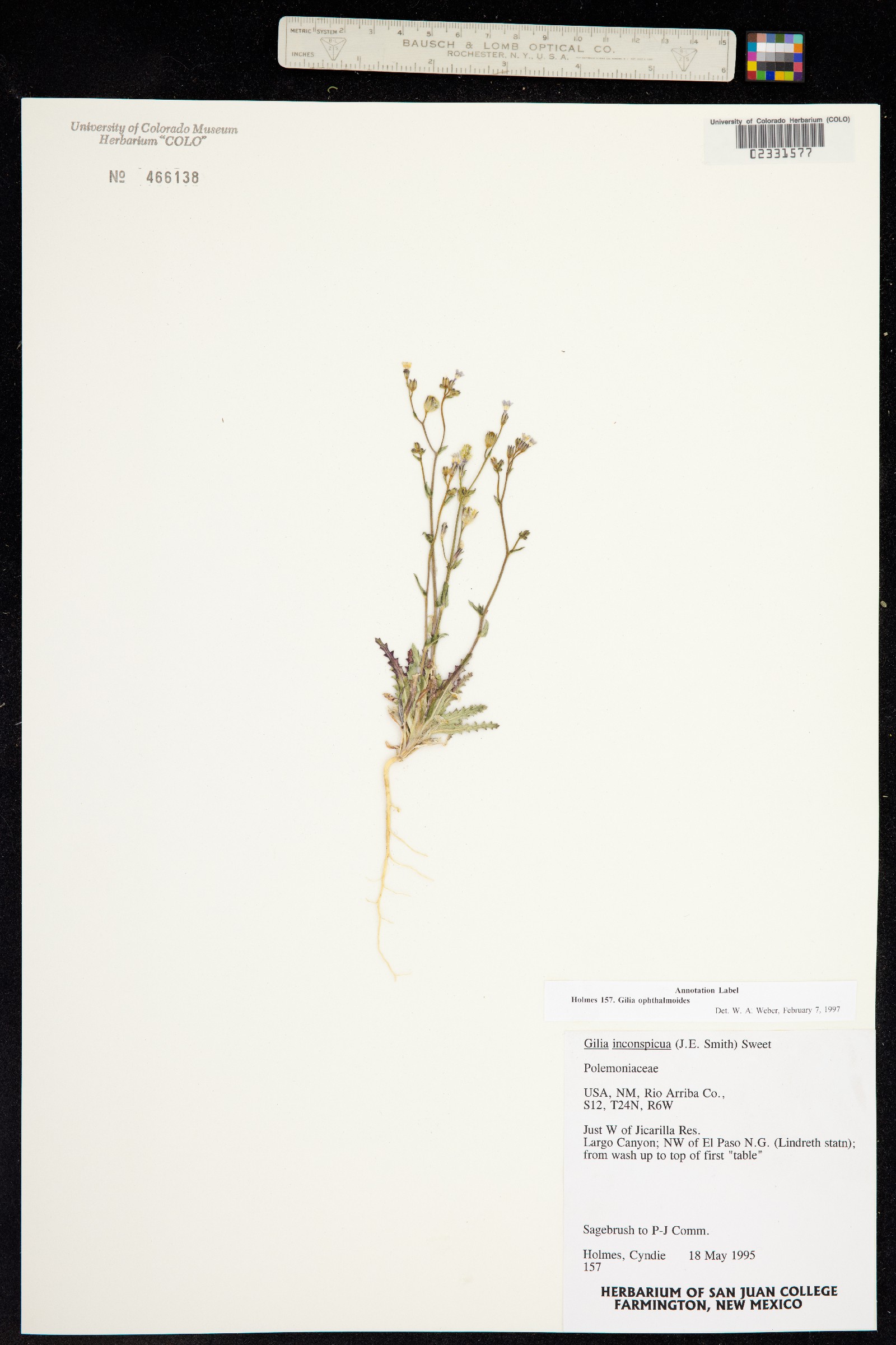 Gilia ophthalmoides image