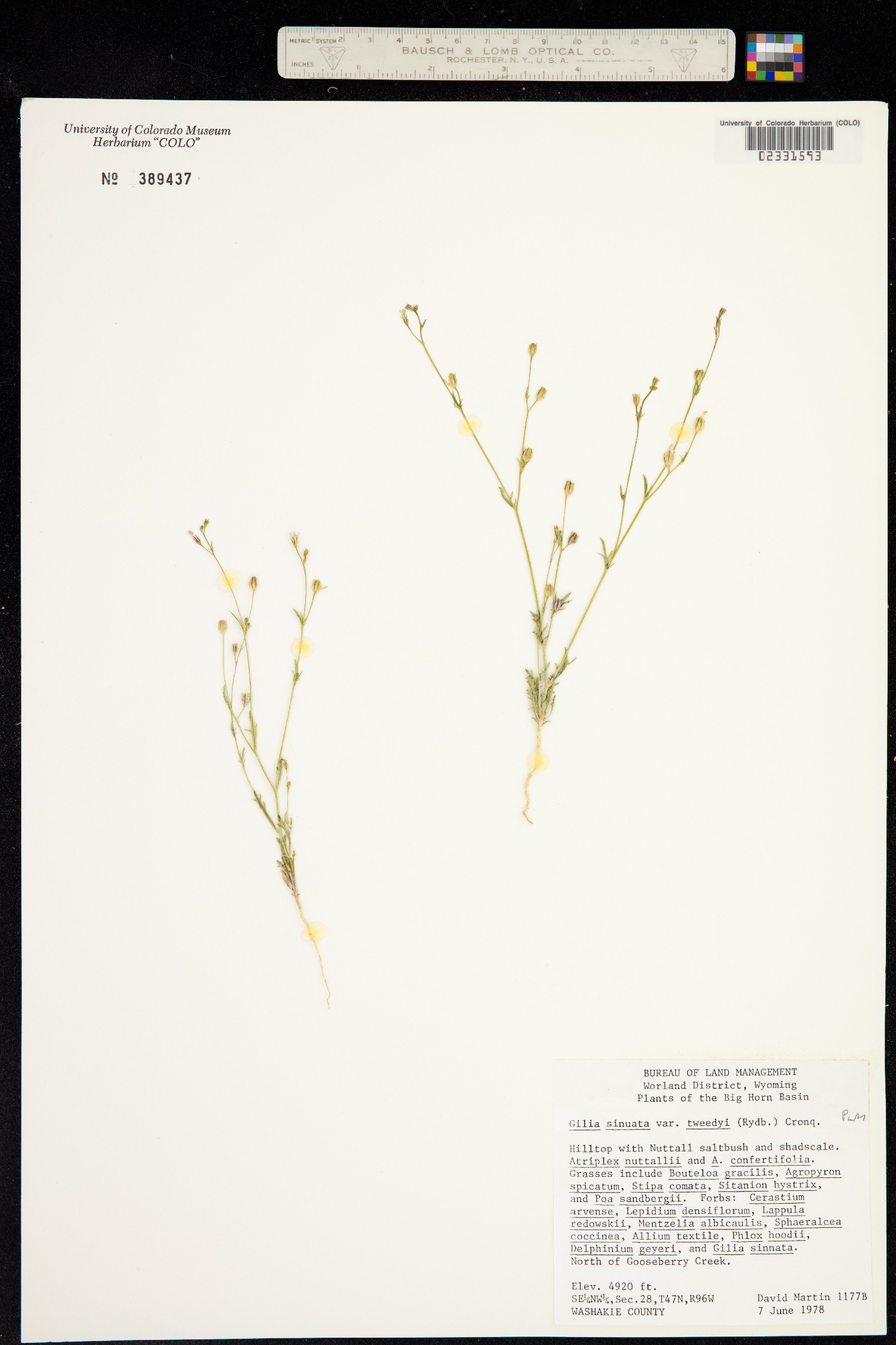 Gilia sinuata image