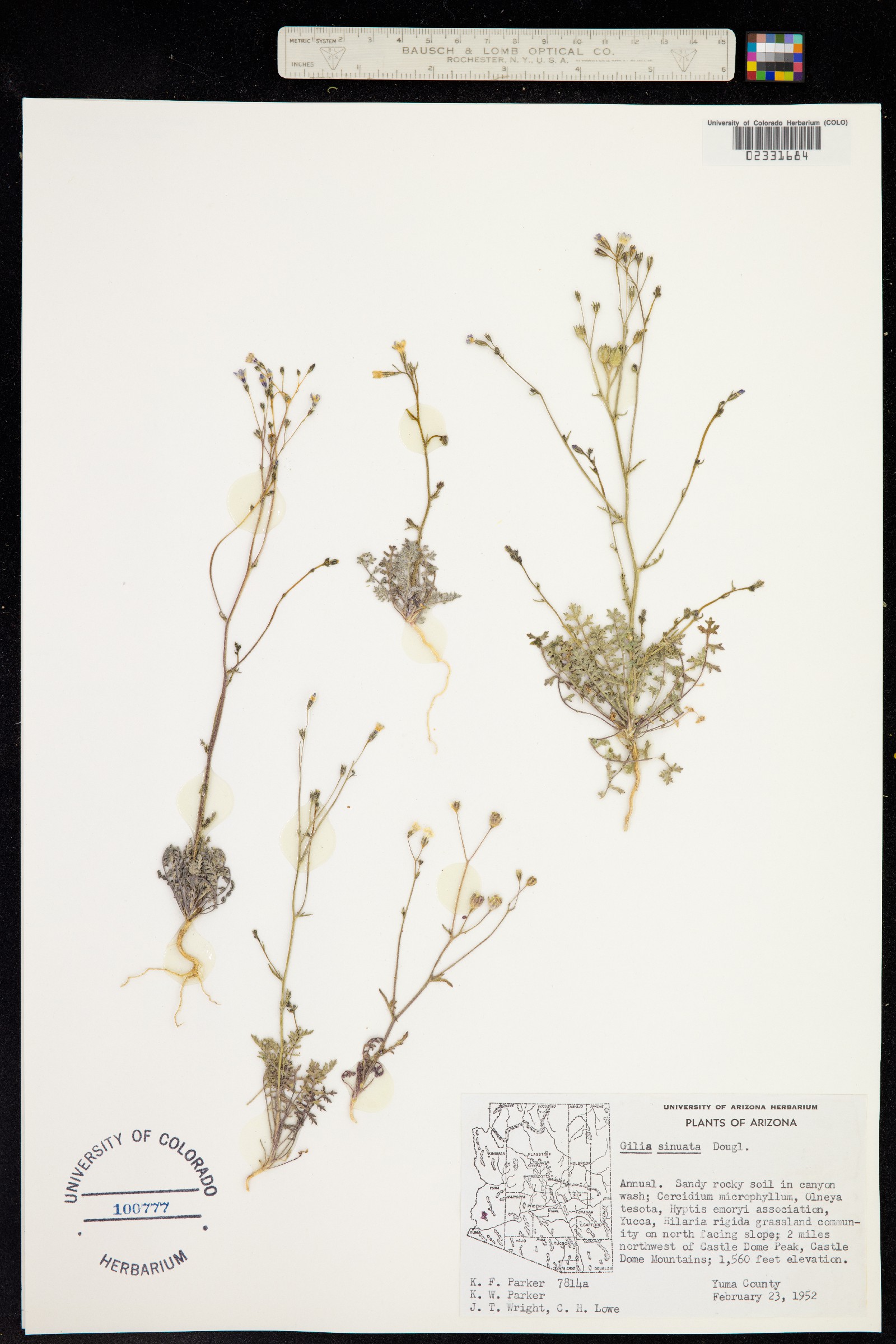 Gilia sinuata image