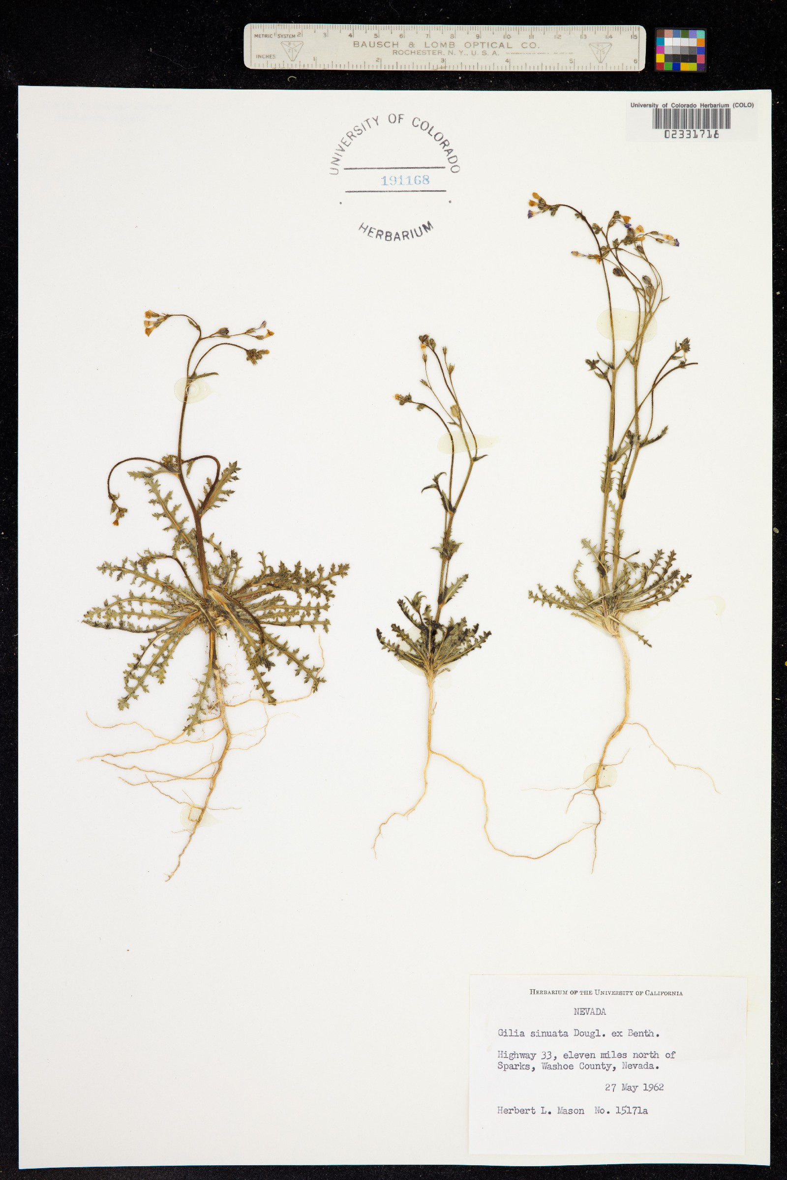 Gilia sinuata image
